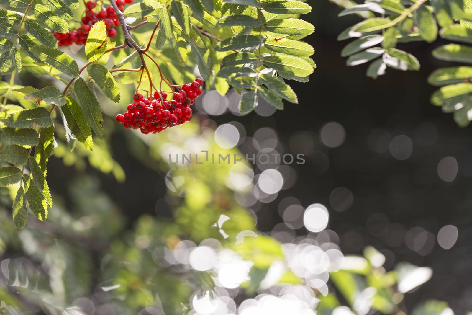 Rowan Fruit on Tree with leaves.