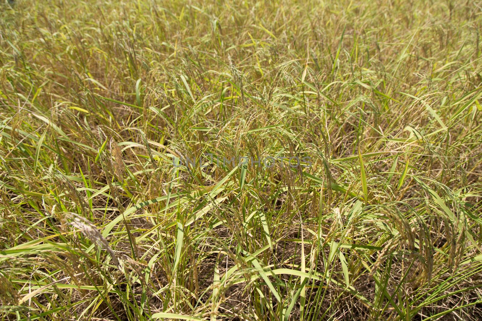 Rice field closeup by ngarare