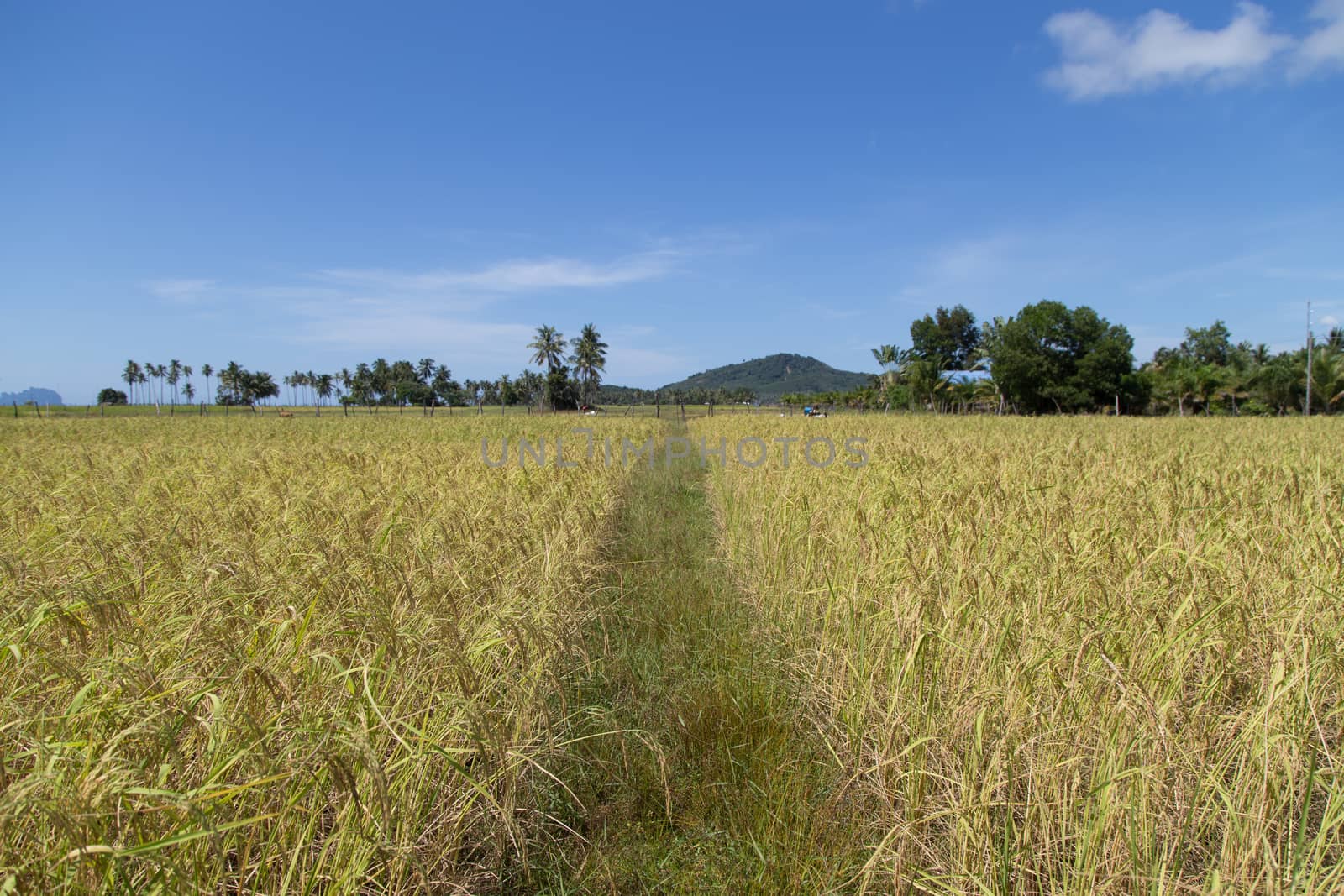 Rice field at koh sukorn island in Trang, Thailand