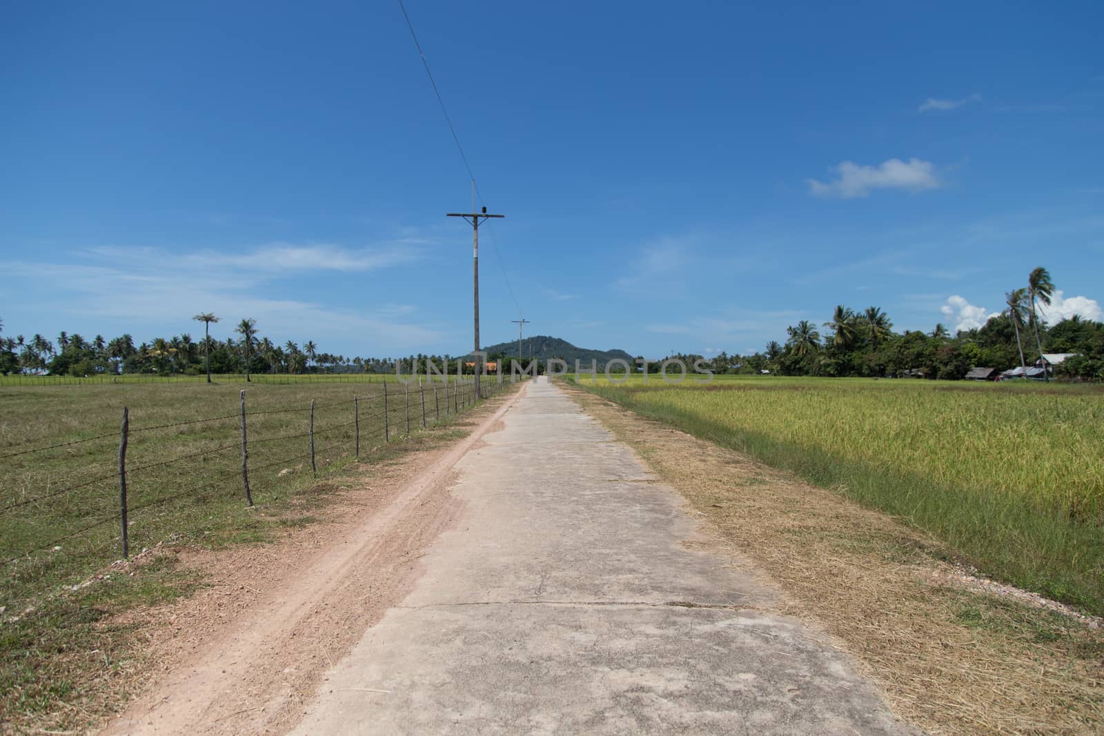 Road along Rice field at Koh Sukorn Island in Trang, Thailand