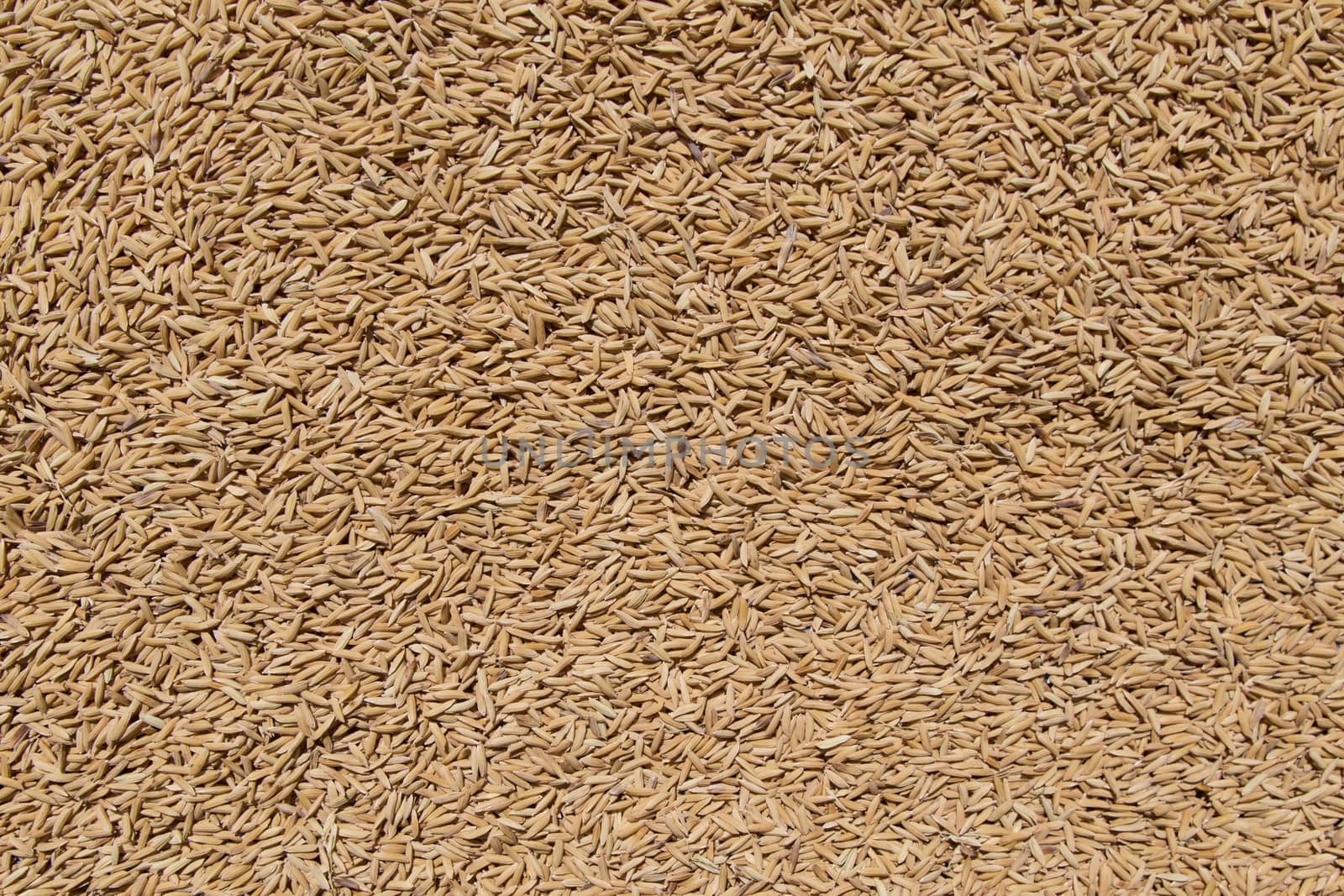 Golden Paddy Rice Seeds Background by ngarare