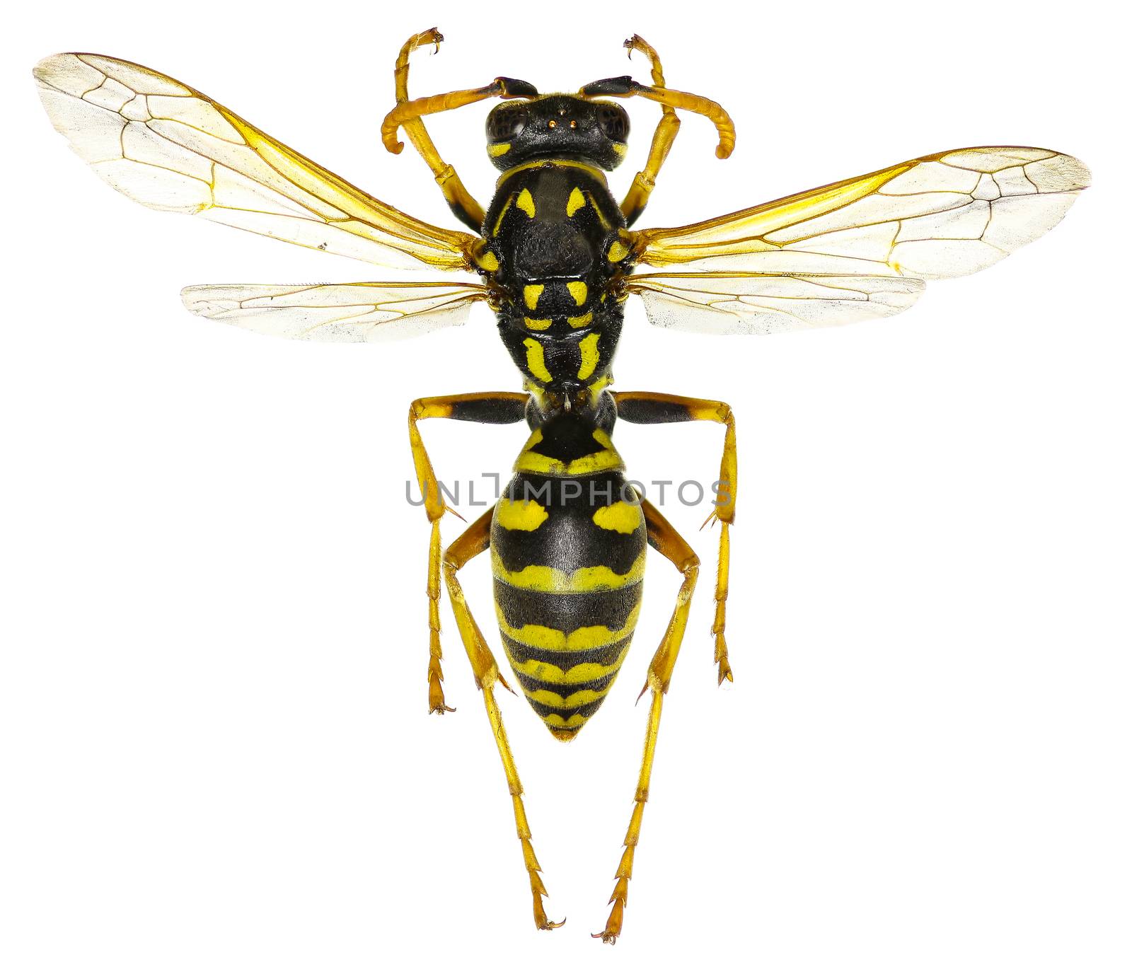 The European Paper Wasp on white Background  -  Polistes dominula (Christ, 1791)