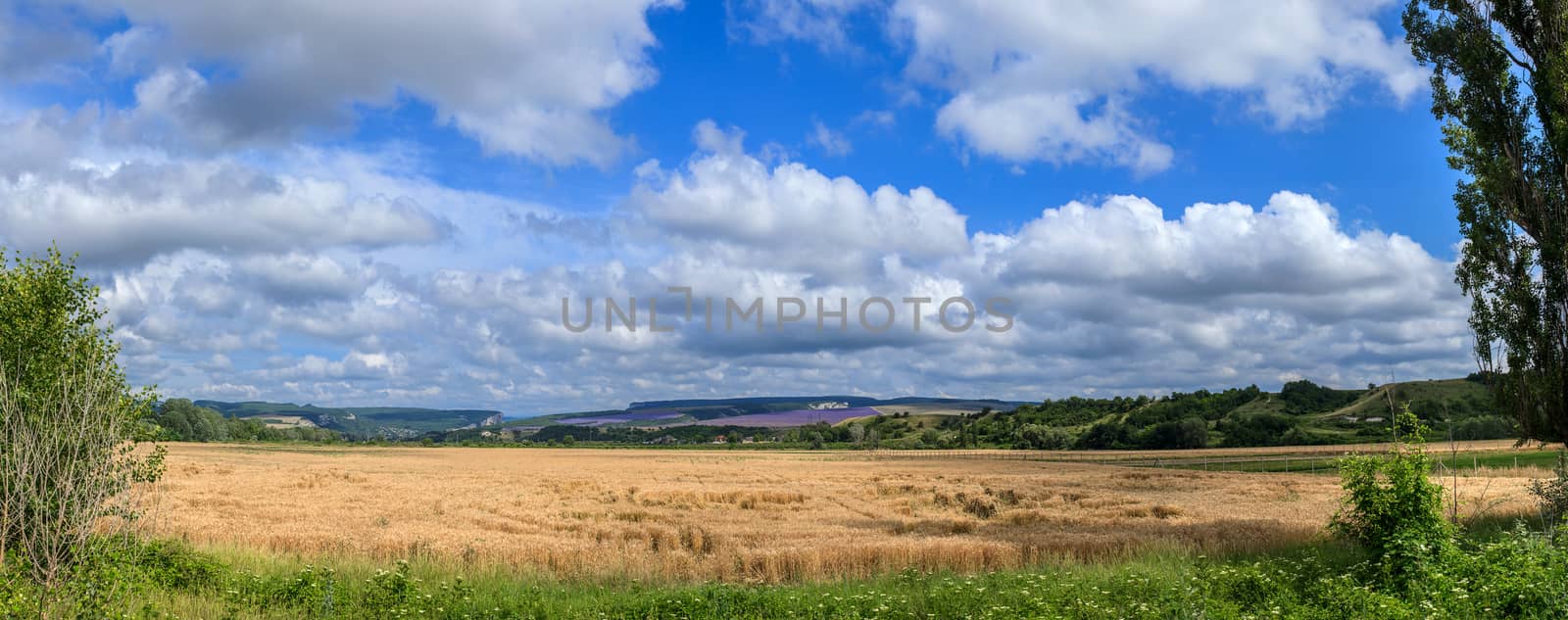panoramic shot of a wheat field on a background cloudy sky