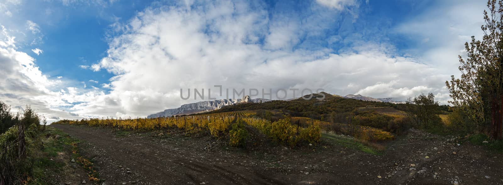Vineyard on a background of mountains and sky by fogen