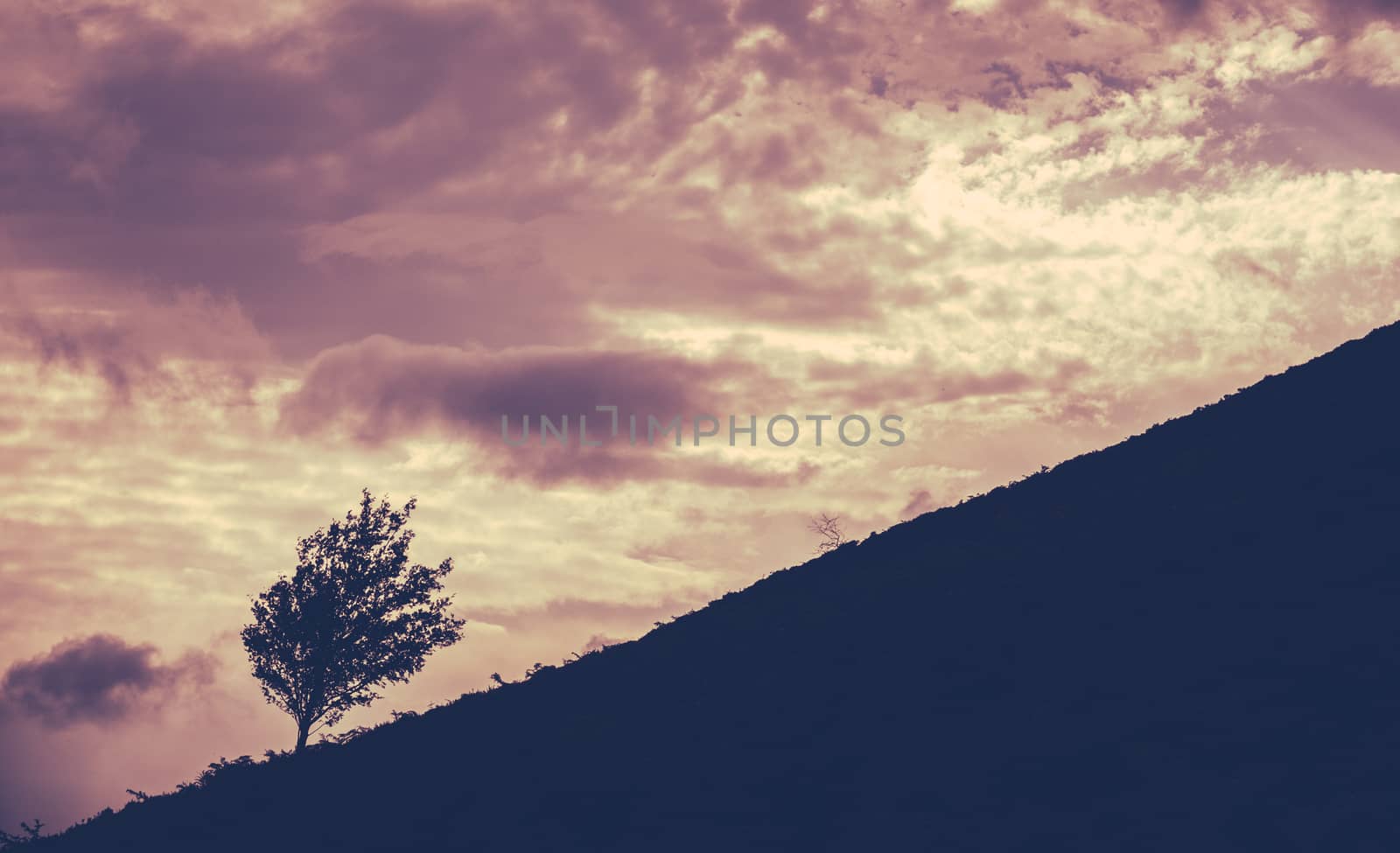 Silhouette Of A Lone Tree On A Hill Against A Sunset
