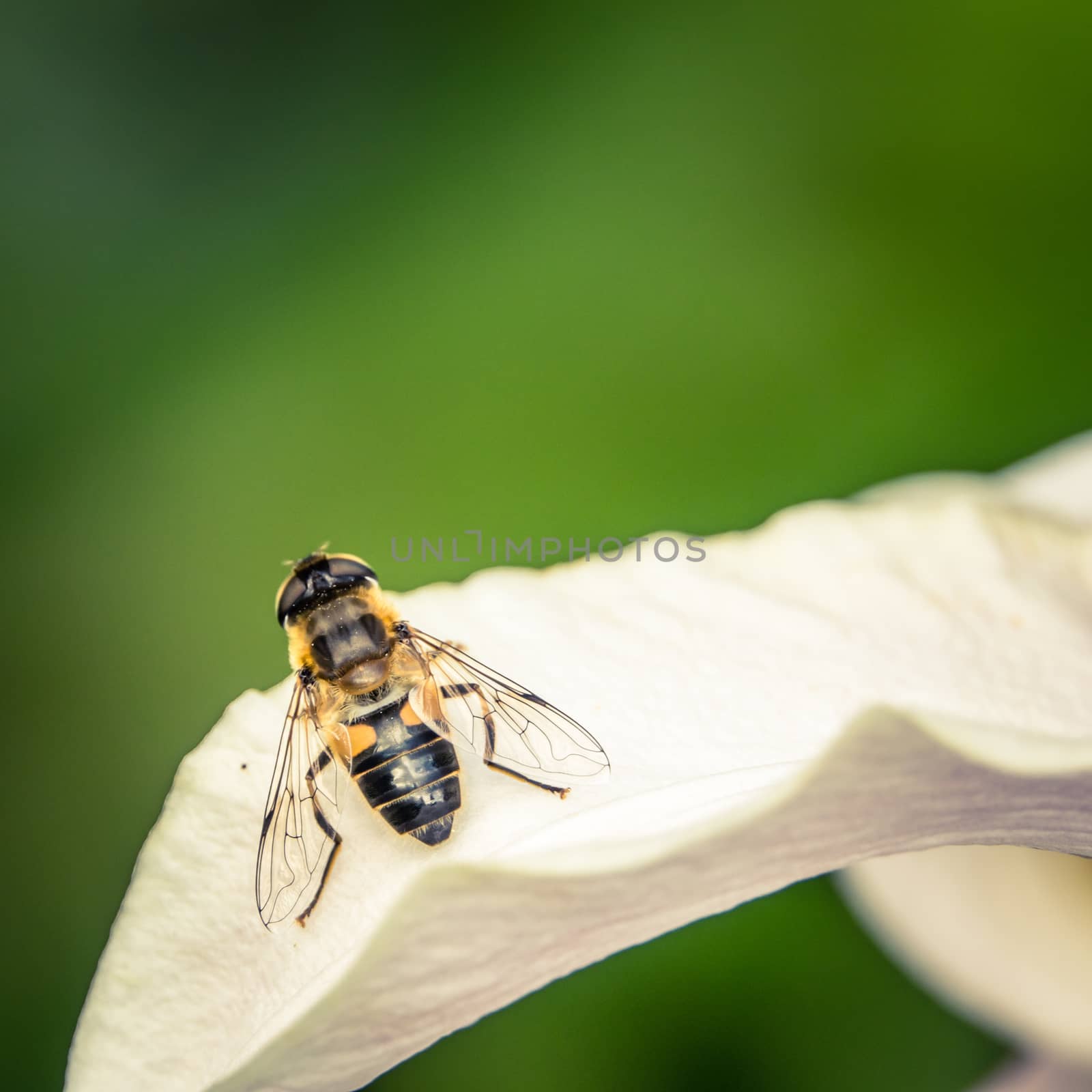 Close-Up Photo Of A Wasp On A Flower