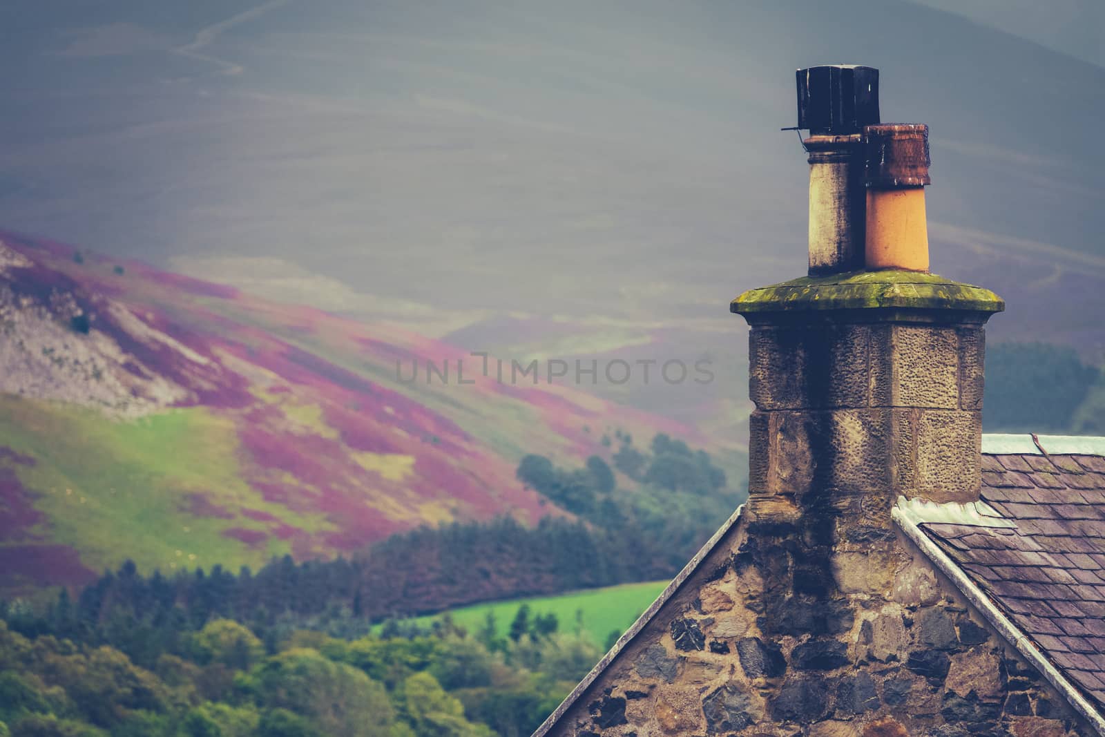 Rural House In The Scottish Borders Against The Purple Heather