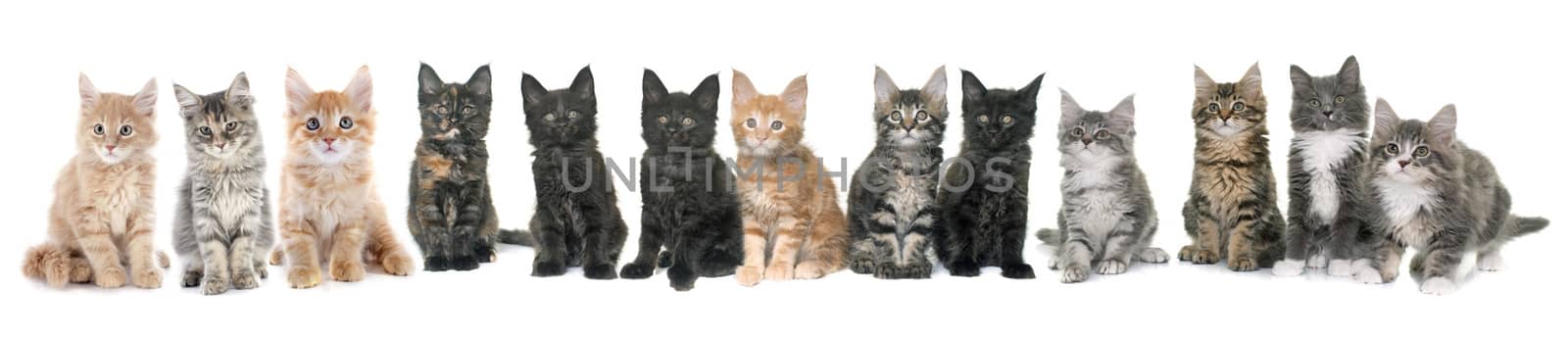 maine coon kitten in front of white background