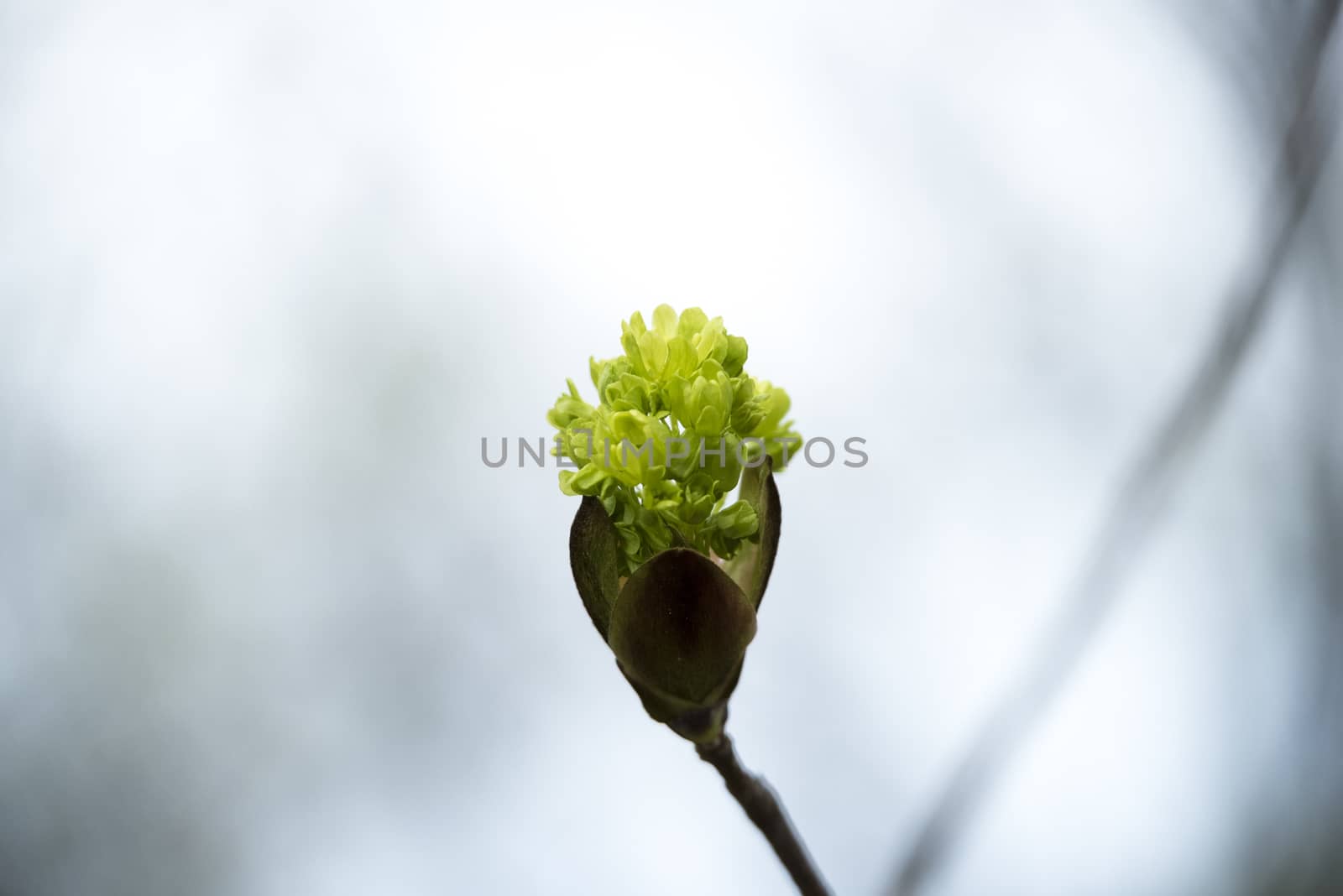 New flowered trees in the park in spring.