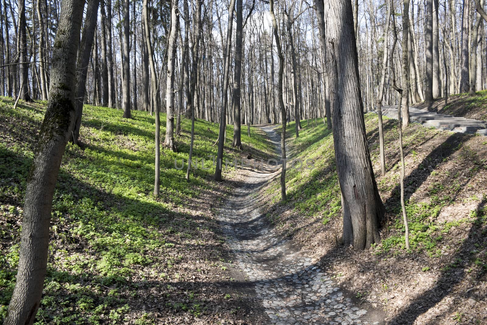 Path trough trees in the park. Beautiful trees, grass and path.