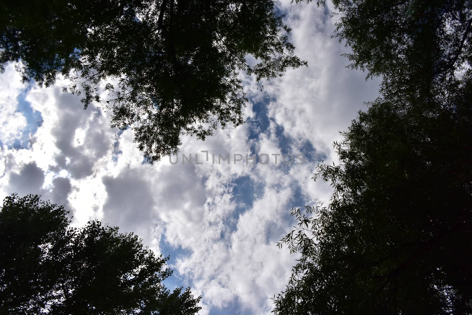 Beautiful tree tops and blue sky with white clouds