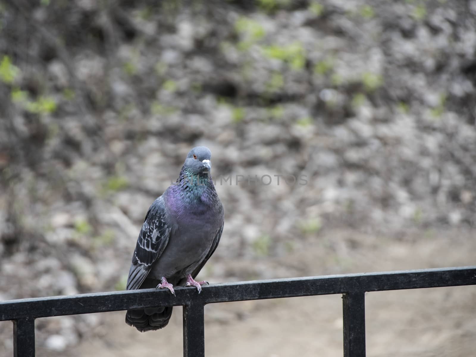 Pigeon on railings in the park. Amazing birds. Spring nature with bird.