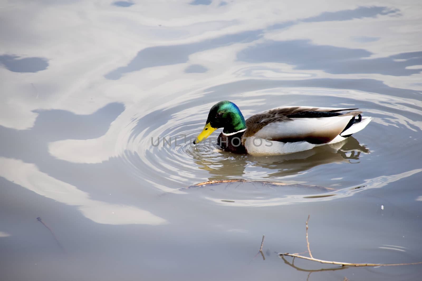 Birds in wildlife. View of a duck bird in park. beautiful mallard duck in the water.