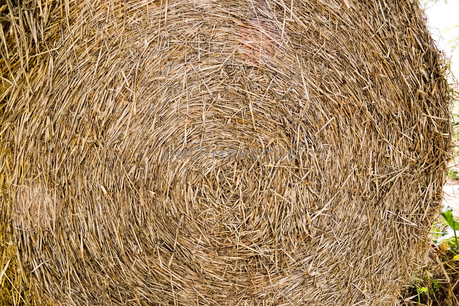 Round bale of straw close-up

