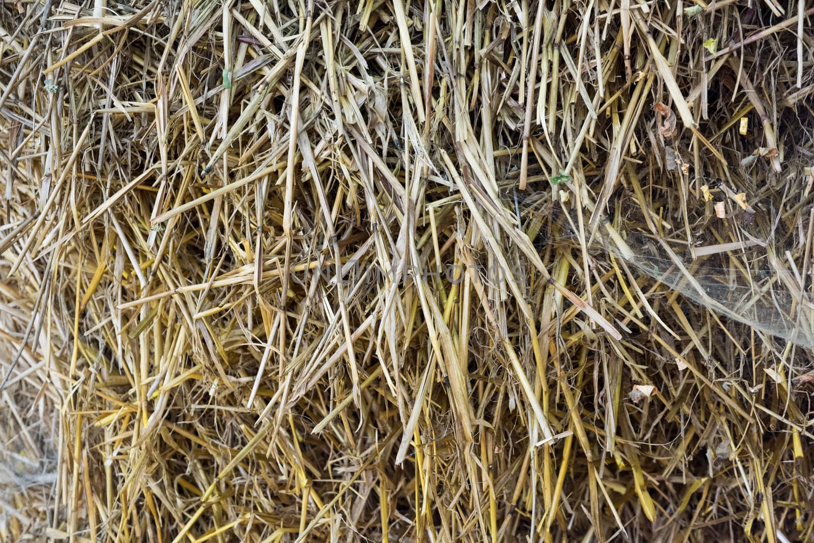 Round bale of straw close-up

