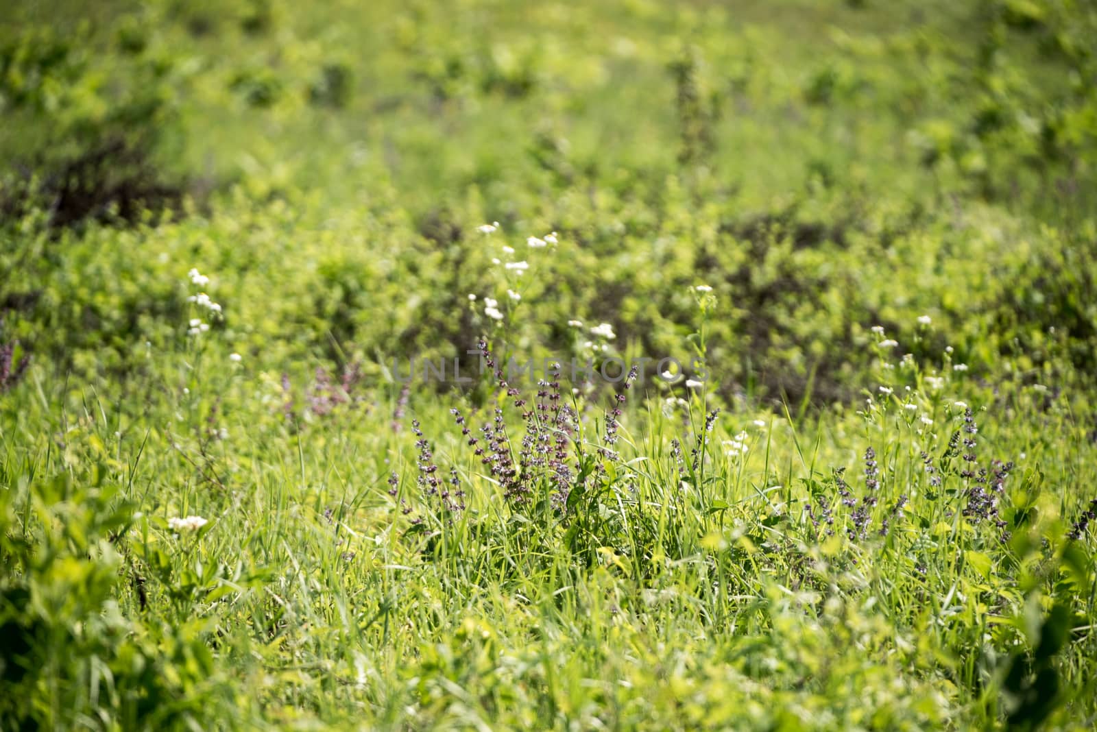 Summer green meadow with different blooming wild flowers.  Fresh meadow background. Wild flowers in the beginning of summer.