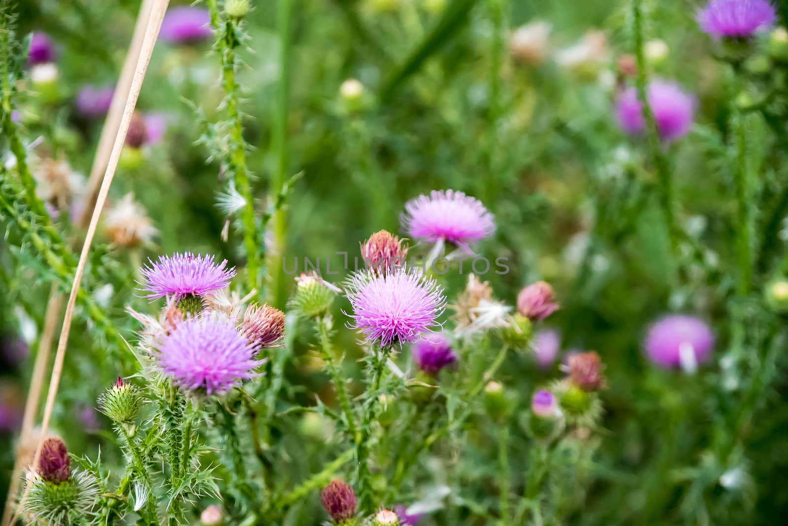 Field with Silybum marianum (Milk Thistle) , Medical plants.