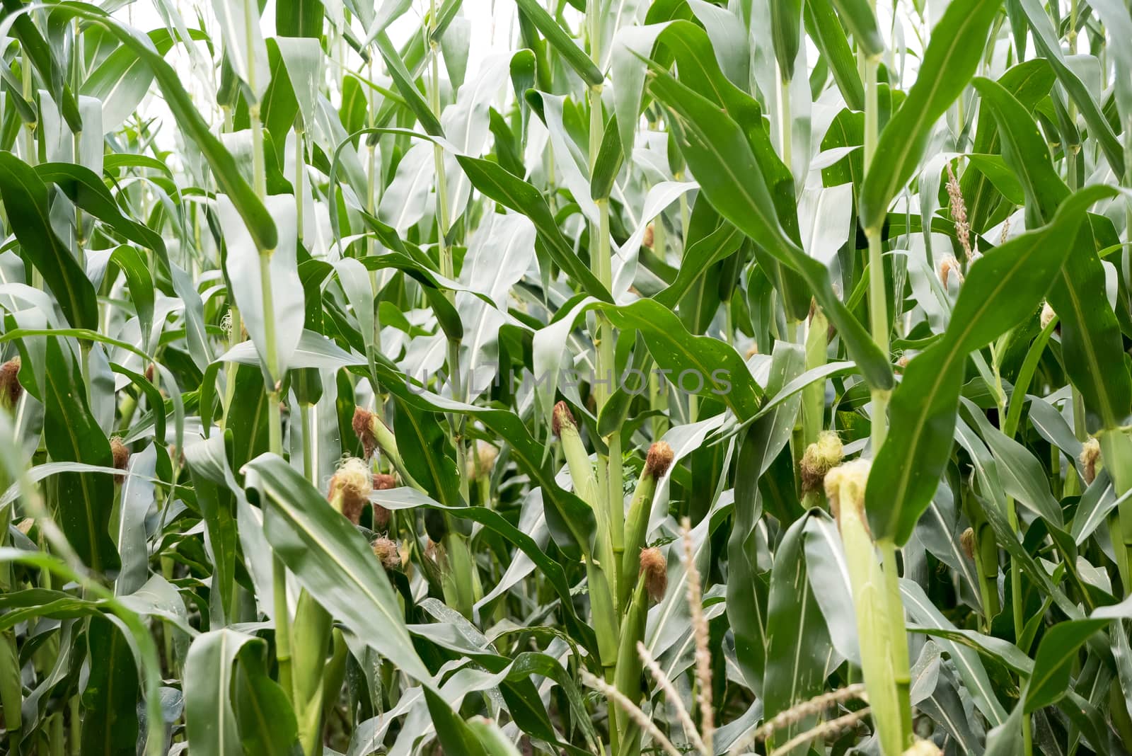 Green Corn field on a Kuban. New corn in summer.