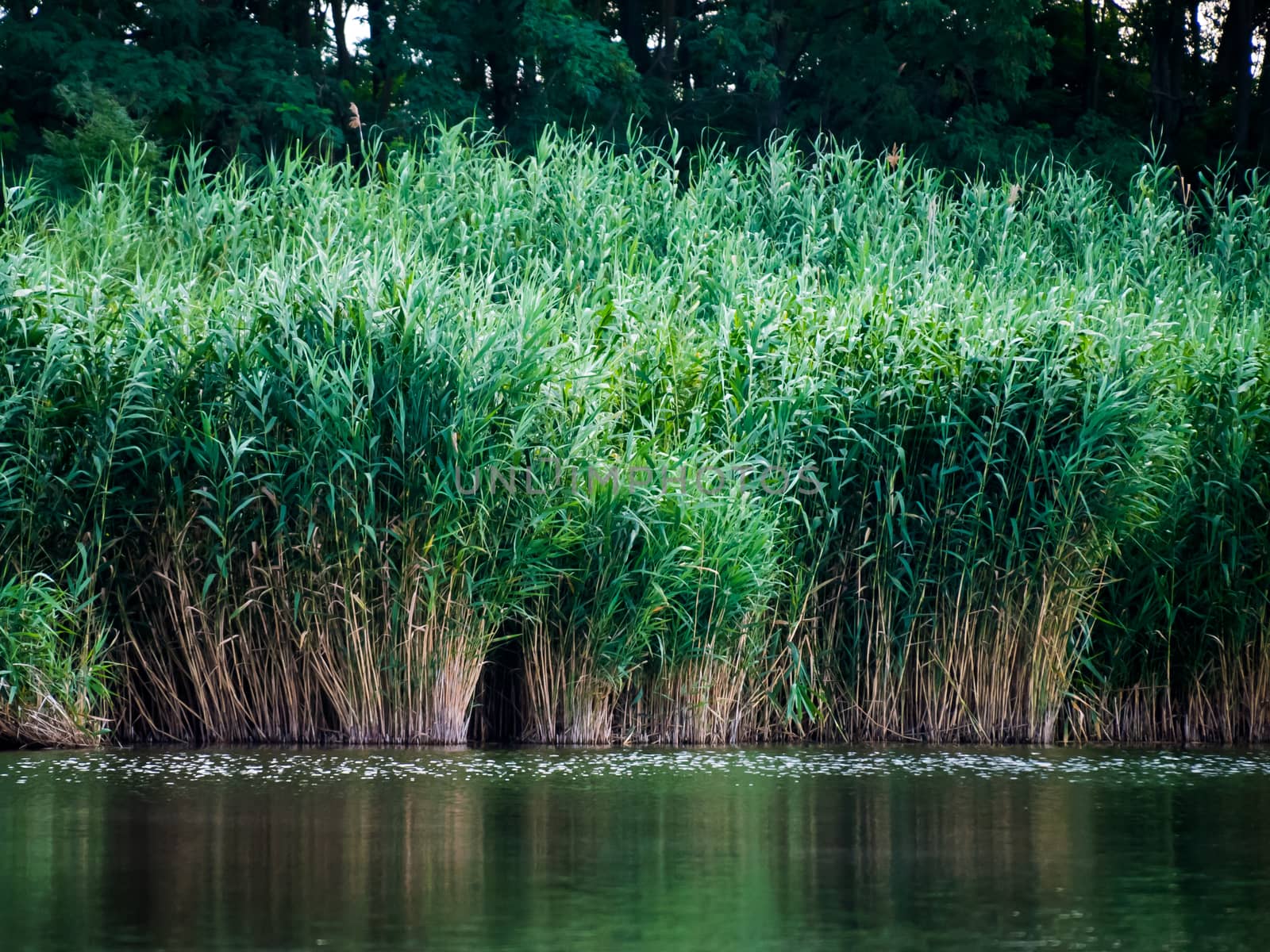 Green reeds are growing close to the river in spring.Quiet atmosphere. 