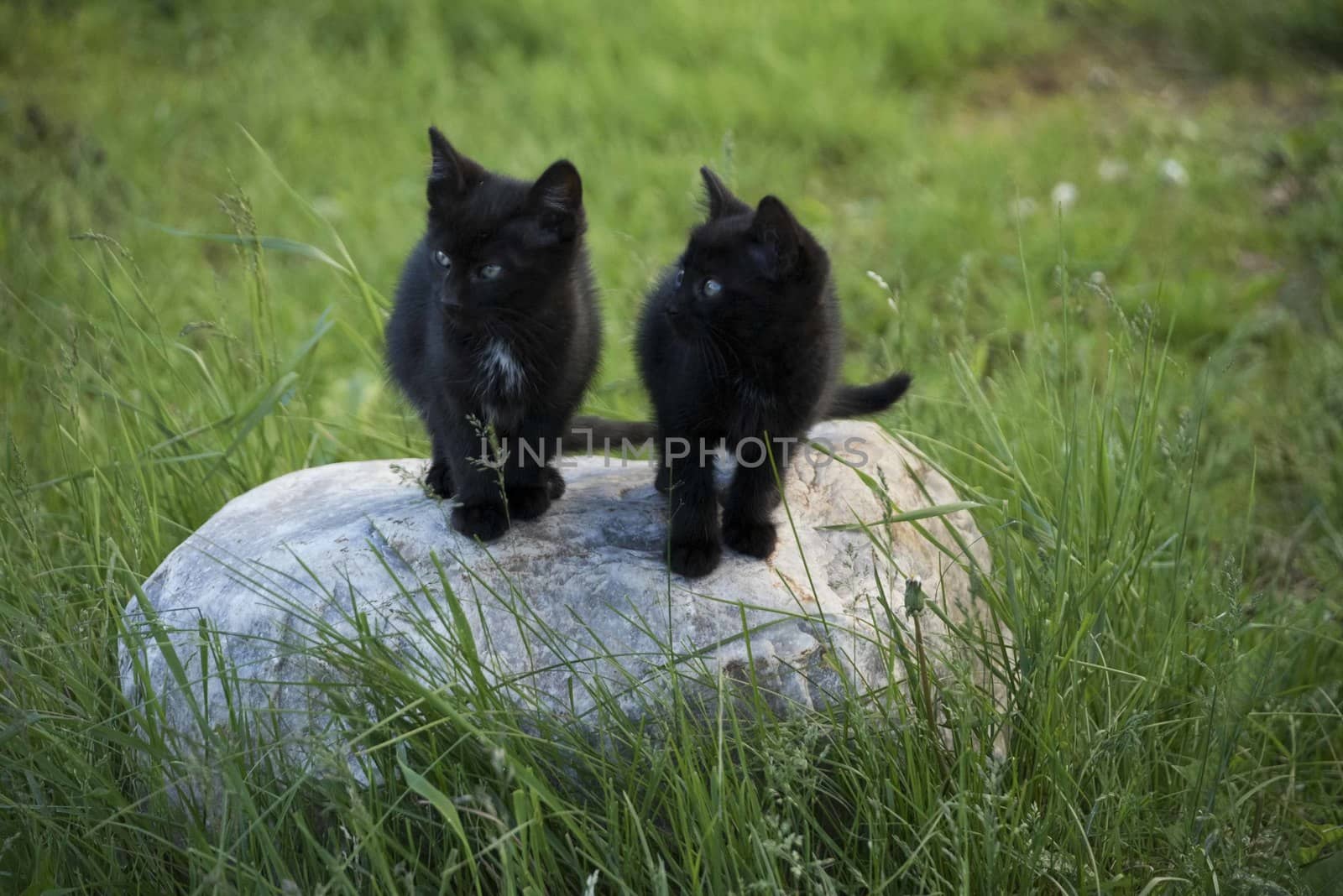 Black kittens on the stone in the green grass background. Black kitten outdoors.