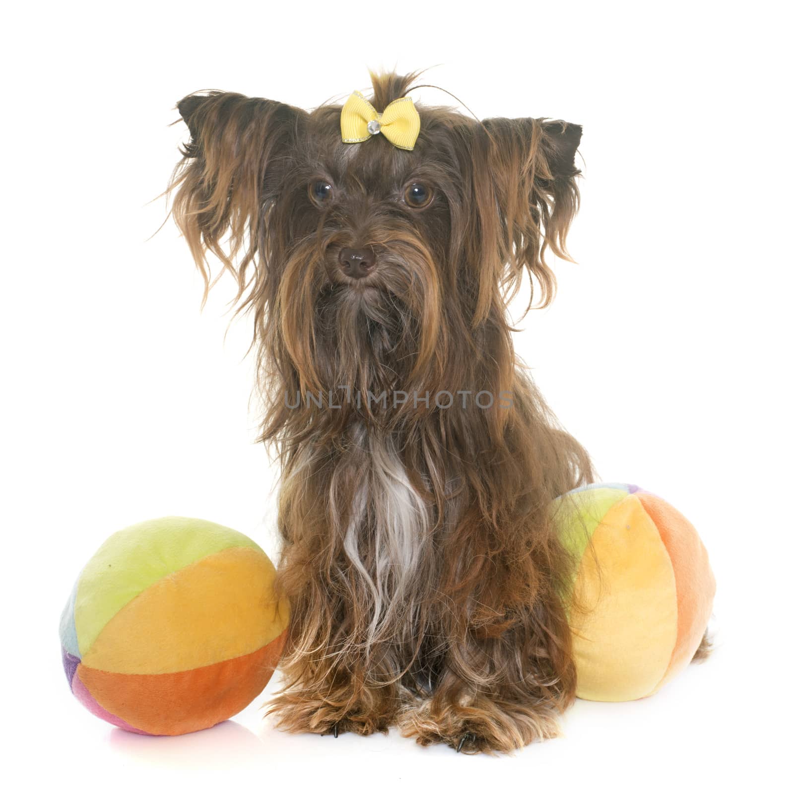 chocolate yorkshire terrier in front of white background