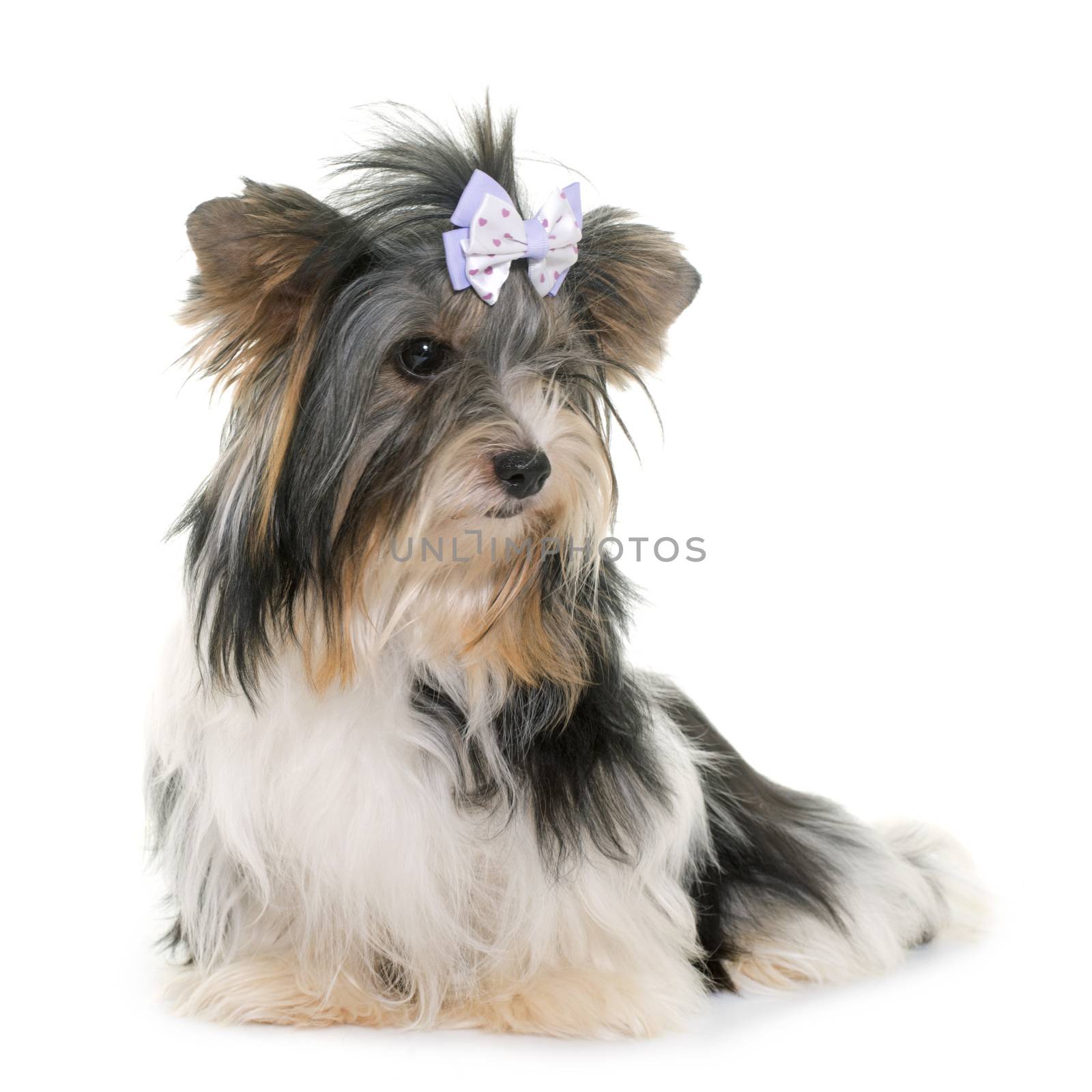 biewer yorkshire terrier in front of white background