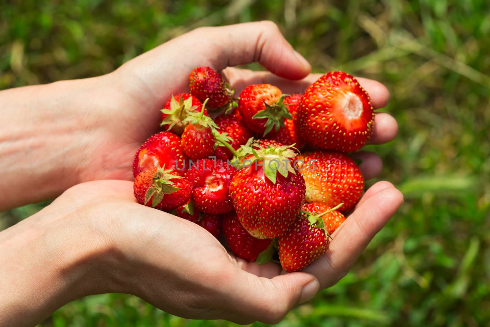 handful of freshly ripe strawberries in a female hand on a blurred green background. Image with selective focus in natural light on a summer day