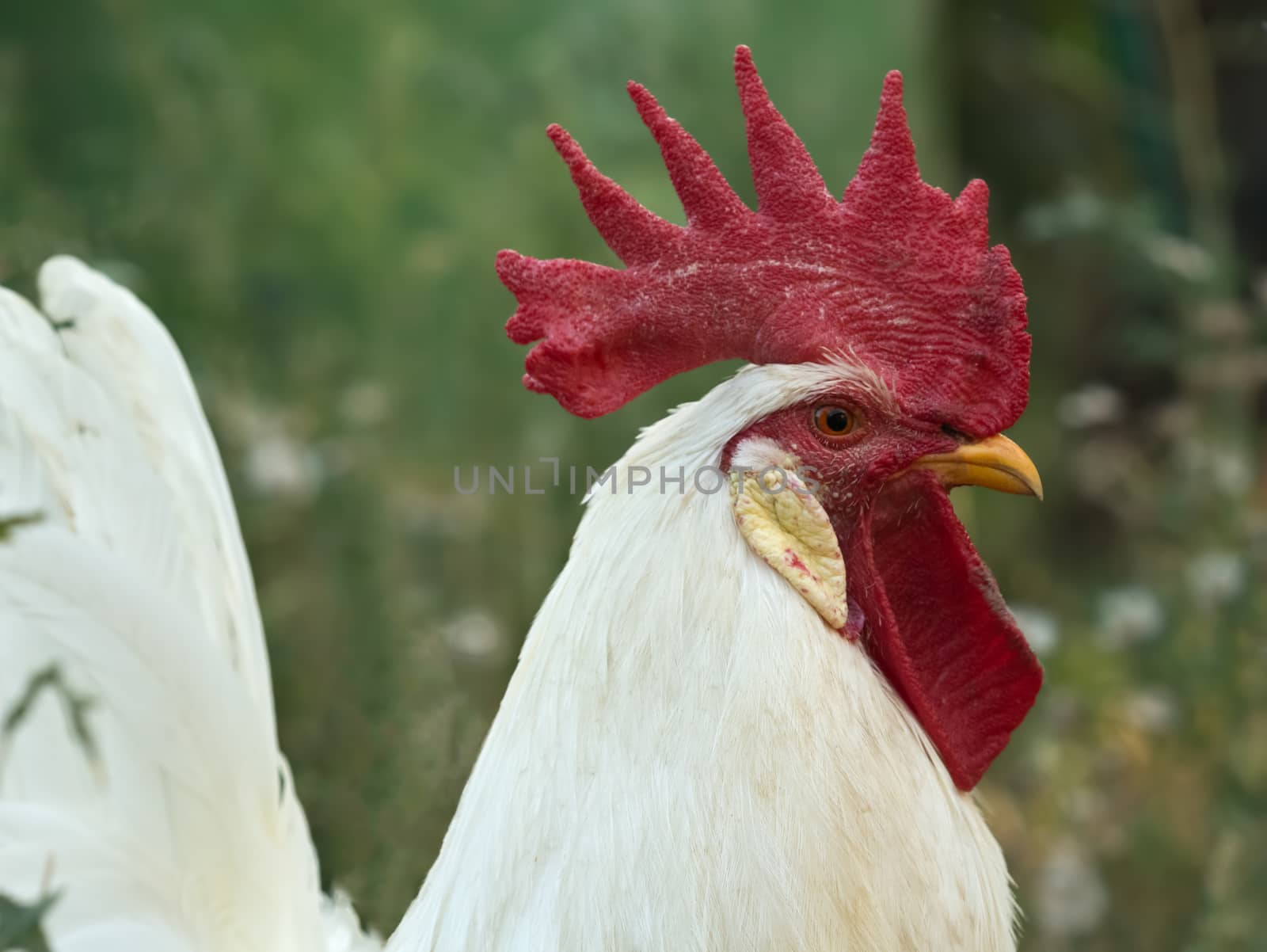 Portrait of a white rooster in profile. Proud and serious cock with big red comb on a blurred green background. Shot with selective focus in natural light on a summer day.