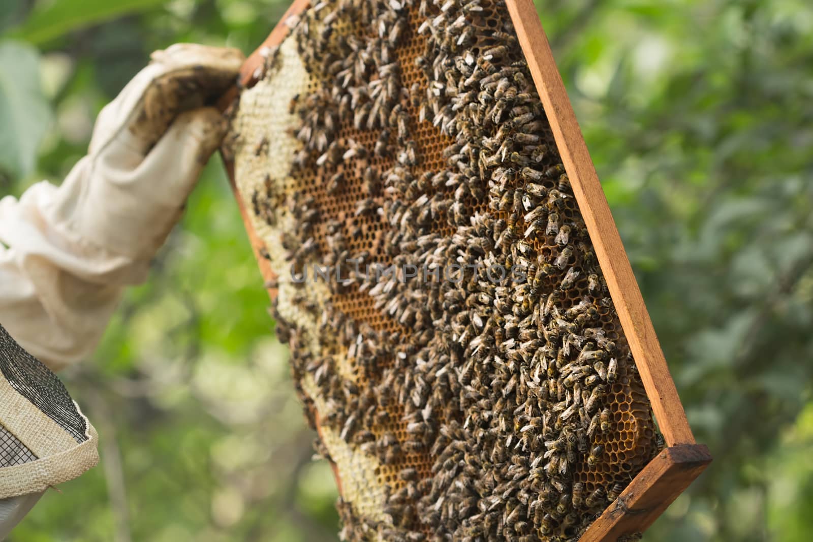 Beekeeper inspects a frame with bees and some honey sealed. Selective focus image in natural light on a sunny summer day