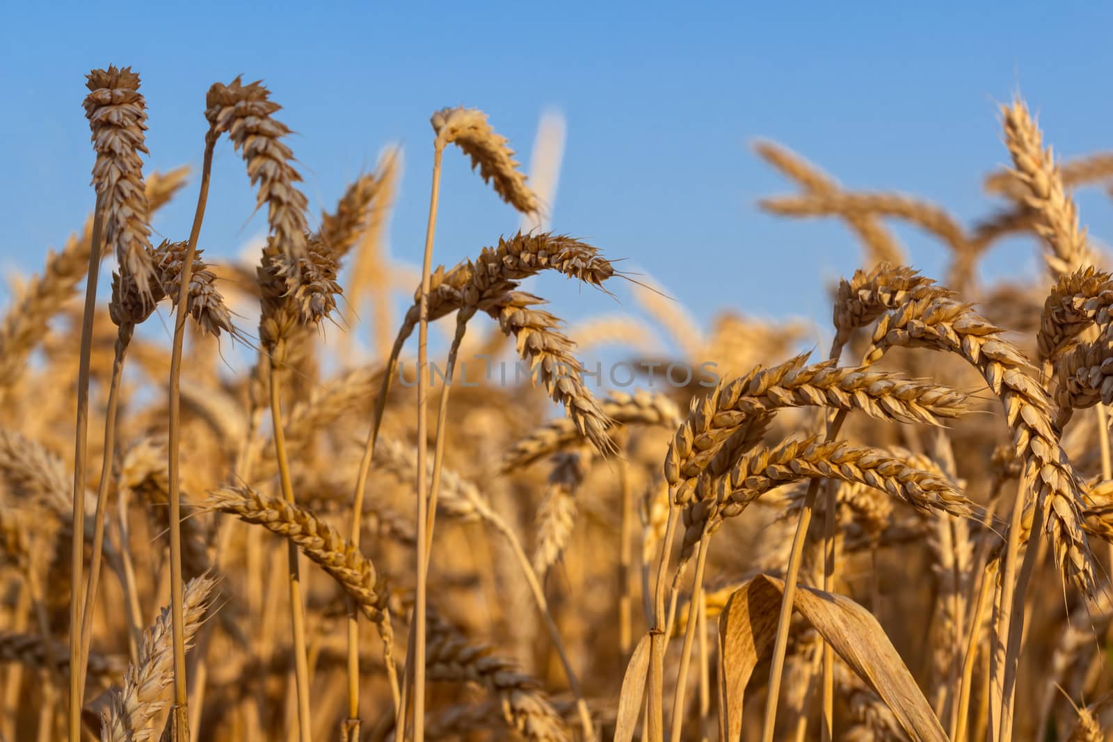 Golden ears of ripe wheat before harvesting on a background of blue sky. Agricultural landscape. Image with selective focus in natural lighting.