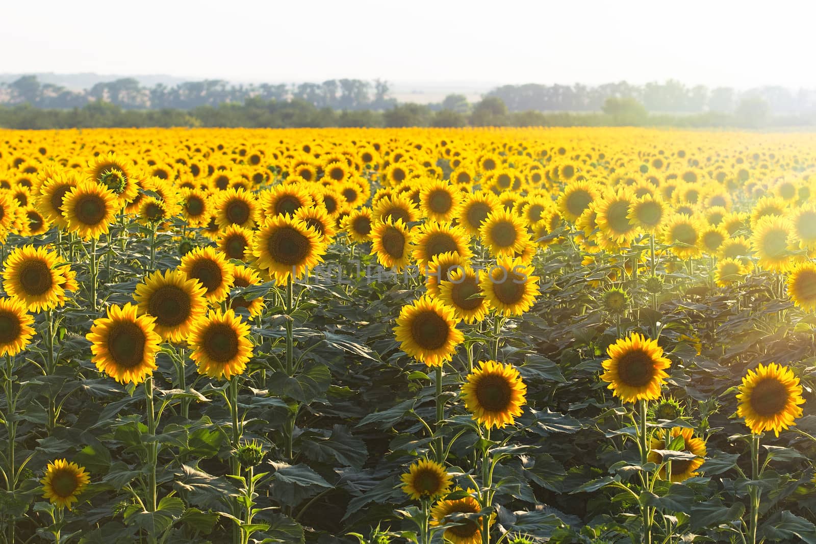 Field of blooming yellow sunflowers in the sun. Agricultural landscape. Shot with selective focus in the natural backlit