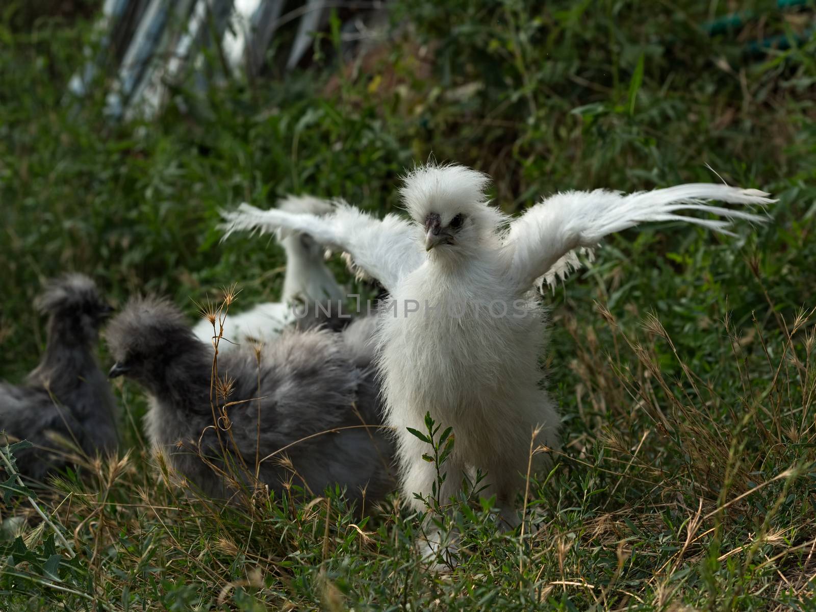 White fluffy chick - young rooster silkie chicken at the age of 3 months - spread its wings and trying to fly. Selective focus shot outside in natural light.