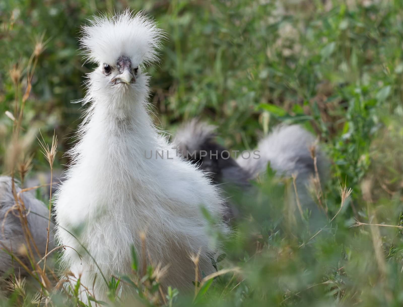 White fluffy chick - young rooster silkie chicken at the age of 3 months - with tousled sticking crest attentively looks ahead. Selective focus shot outside in natural light.