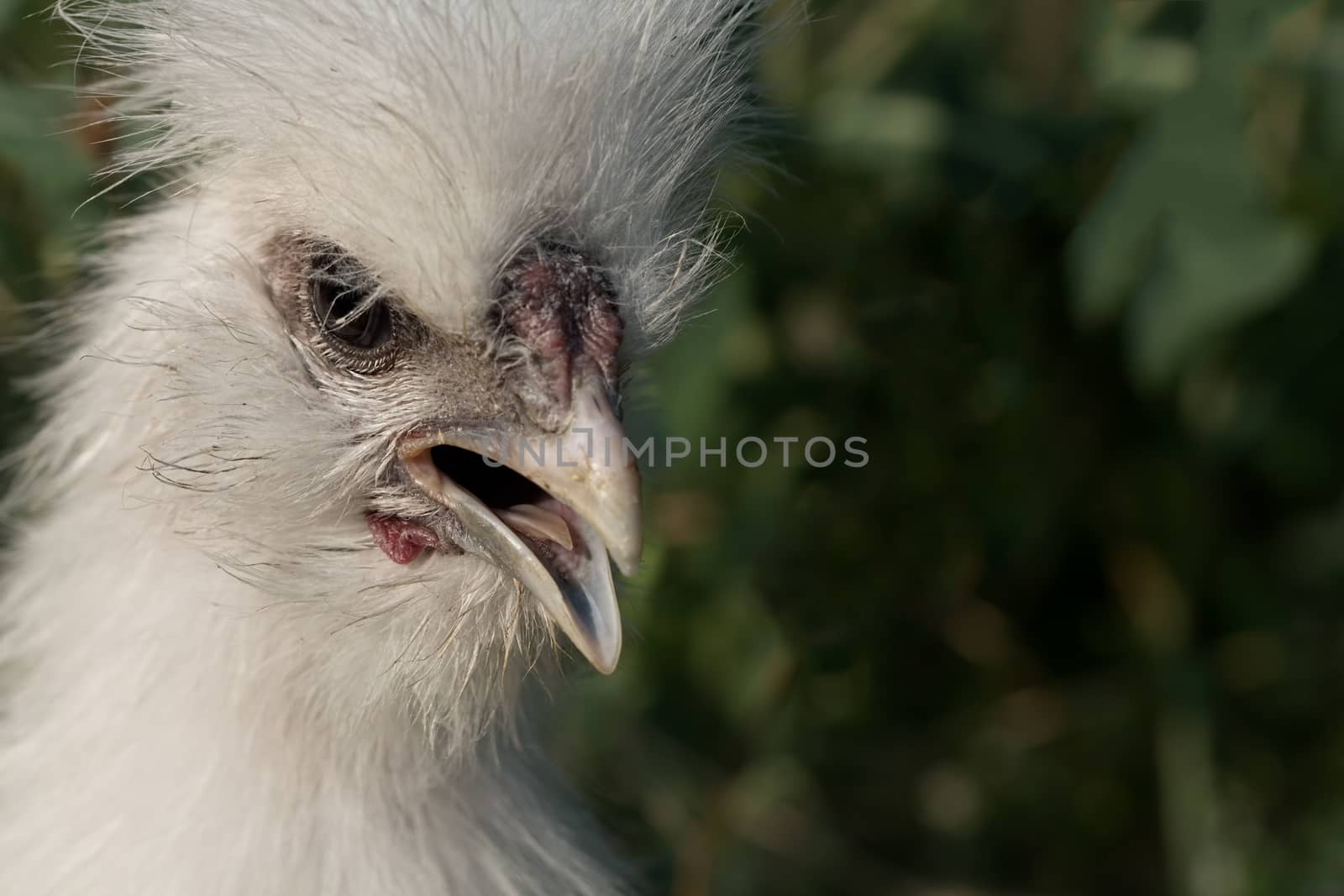 White fluffy chick - young rooster silkie chicken at the age of 3 months - opened its beak as if surprised. Selective focus close-up shot outside in natural light with copyspace.