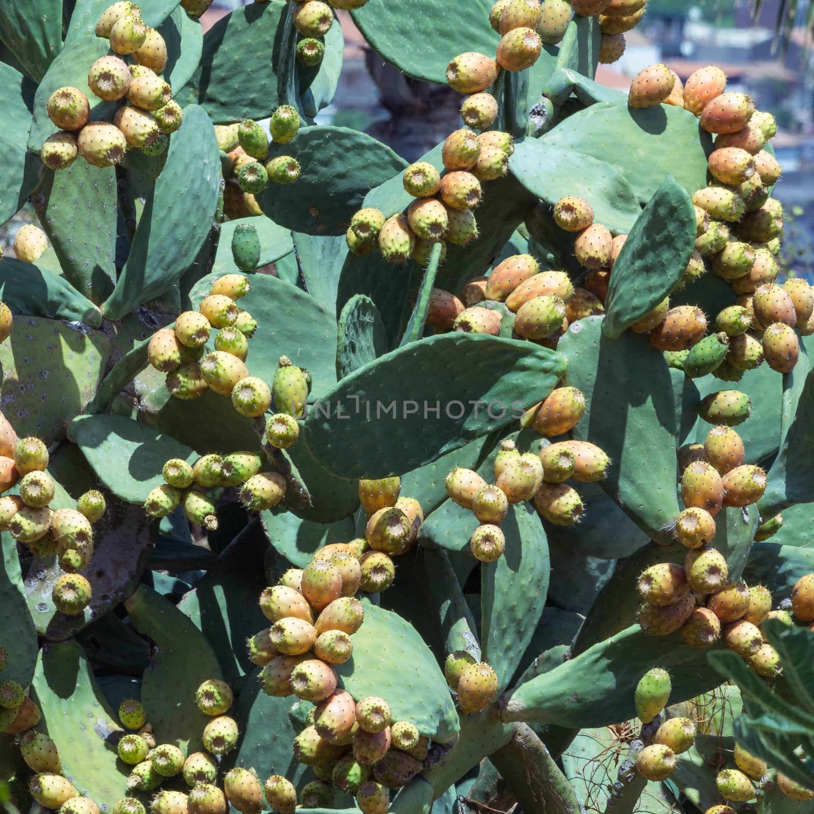 Smile Opuntia ficus-indica by alanstix64