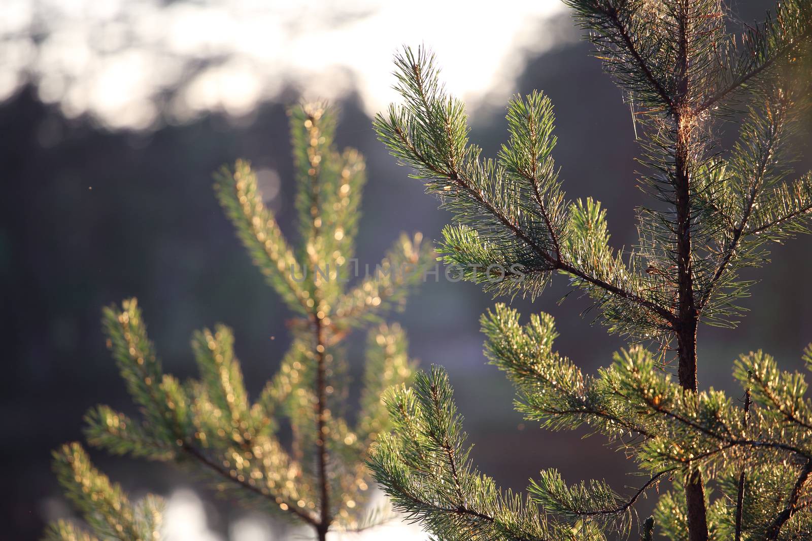 View on lake through pine by destillat