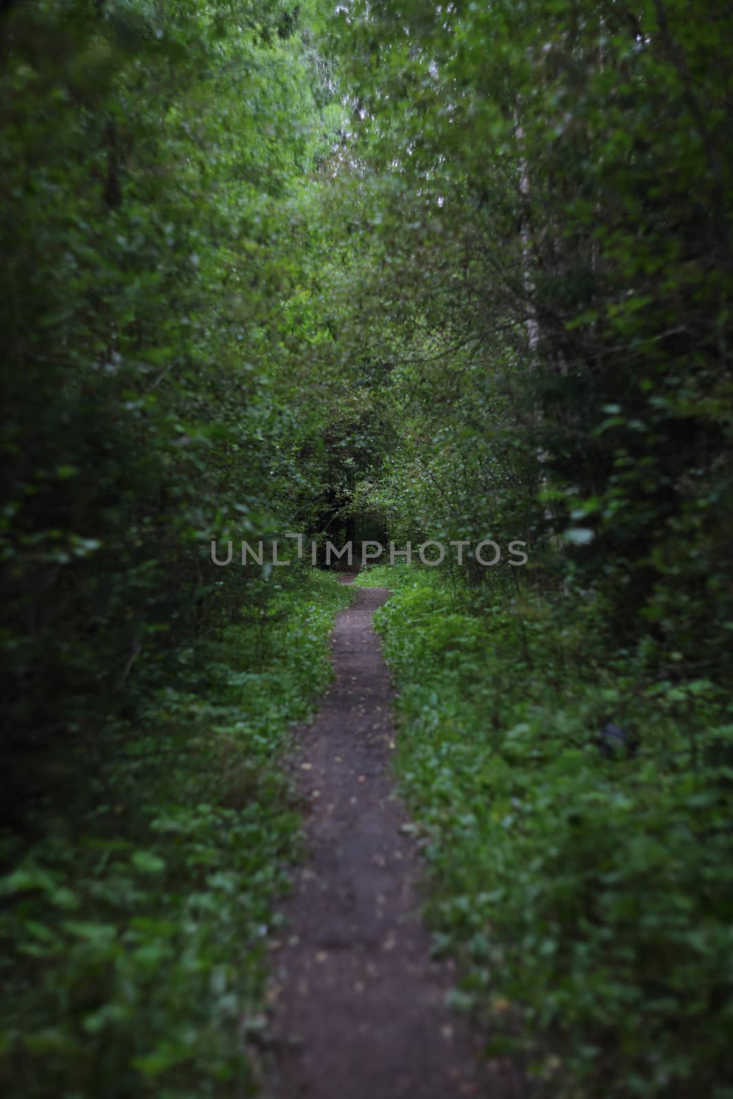 Narrow footpath in dark wild summer forest