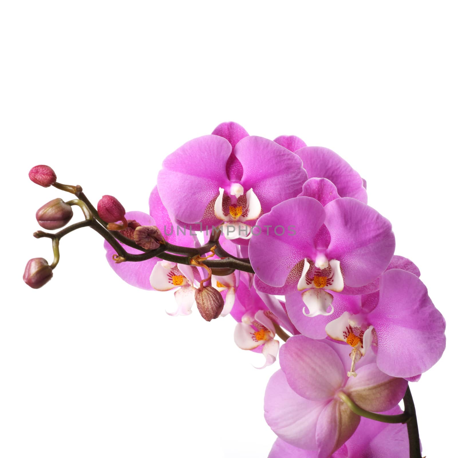 Pink streaked orchid flower by destillat