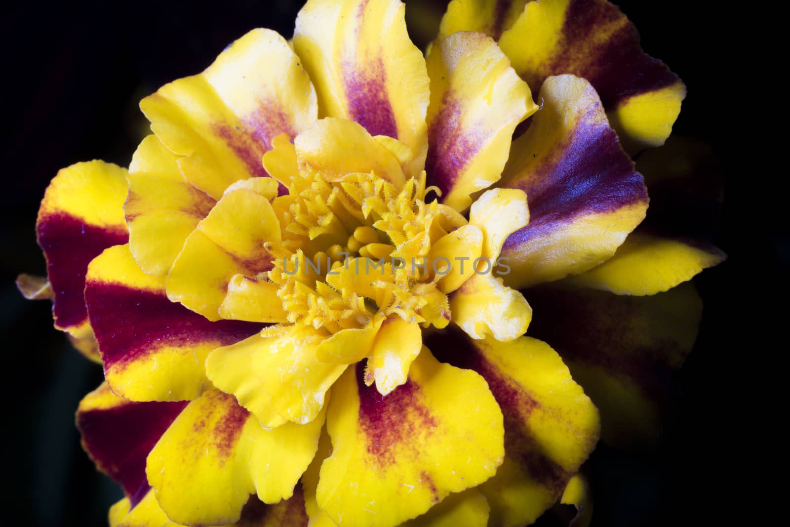 Yellow Tagetes Flower Close Up macro image.