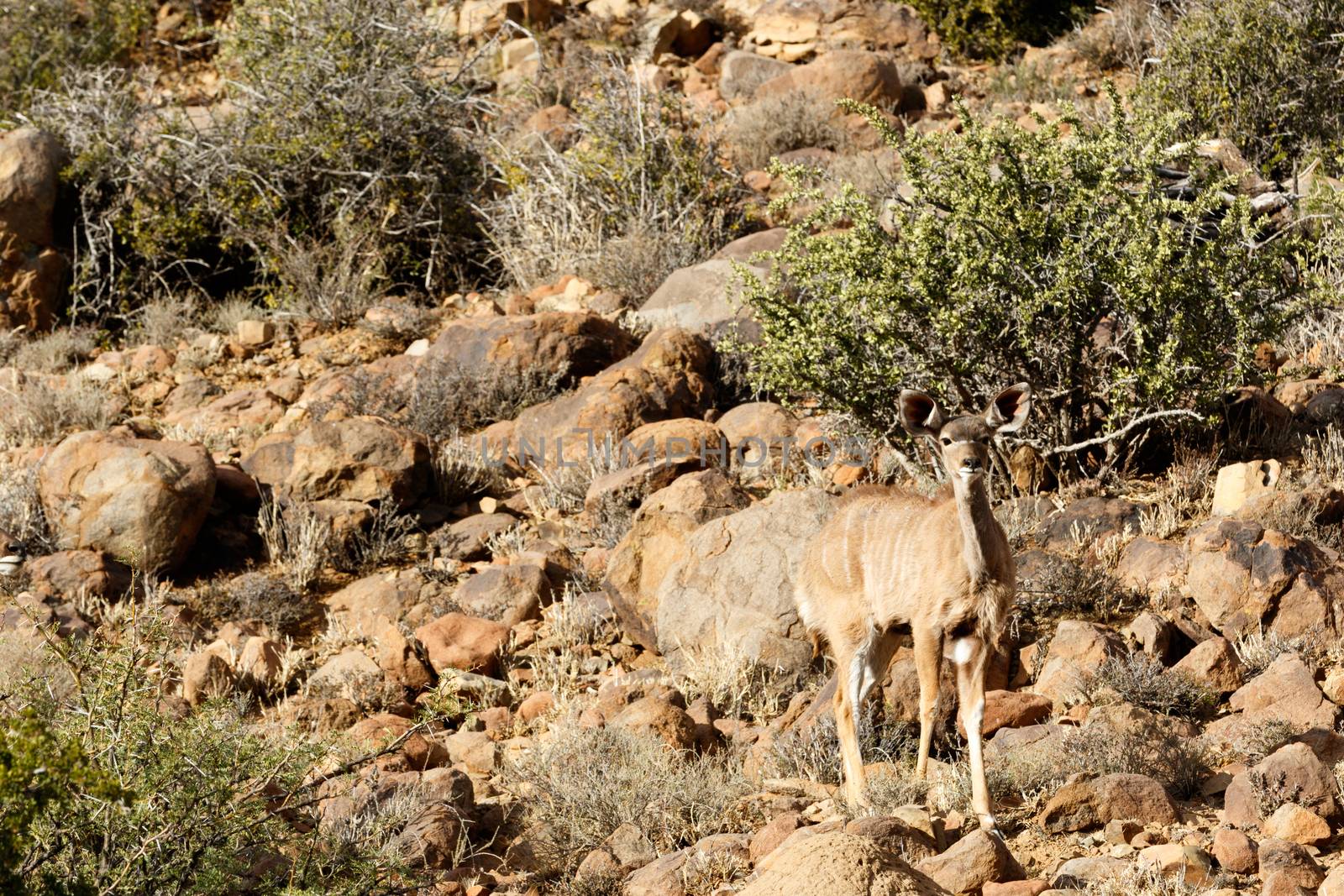 Female Kudu looking - The Karoo National Park, founded in 1979, is a wildlife reserve in the Great Karoo area of the Western Cape, South Africa near Beaufort West.