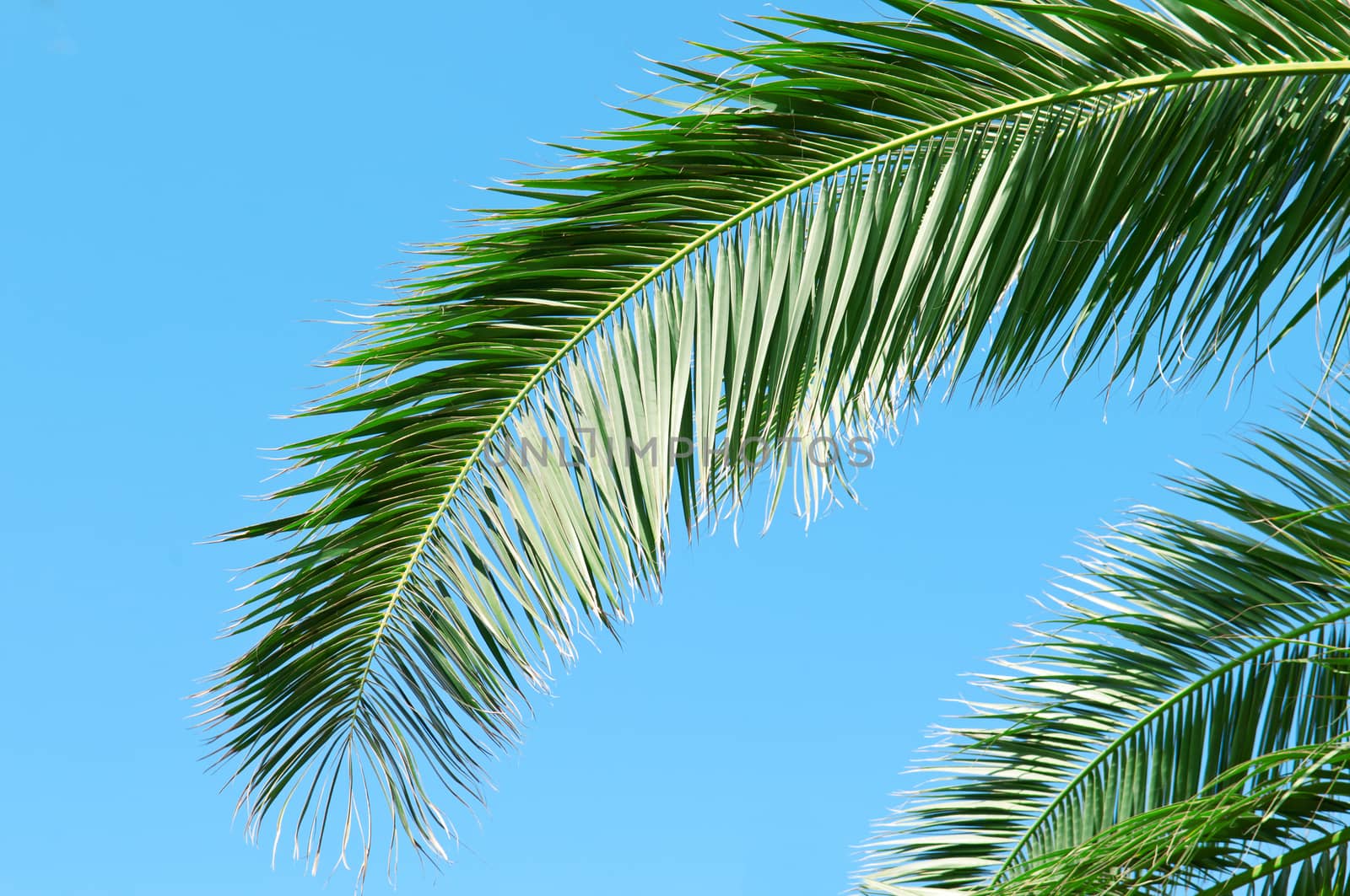 palm branch on background of blue sky