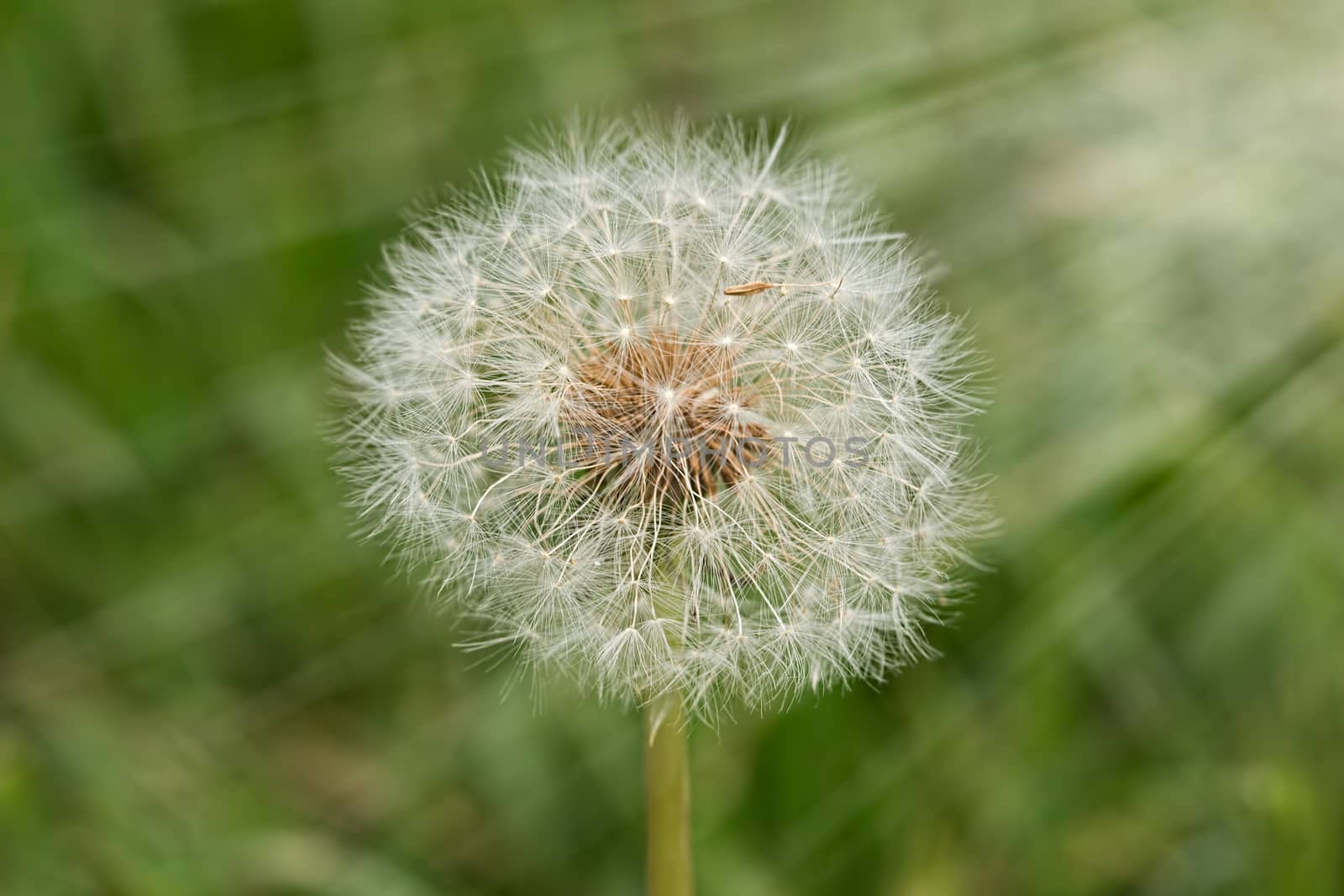 White fluffy dandelion flower with seeds on blurred green background in the sun. Close-up selective focus image