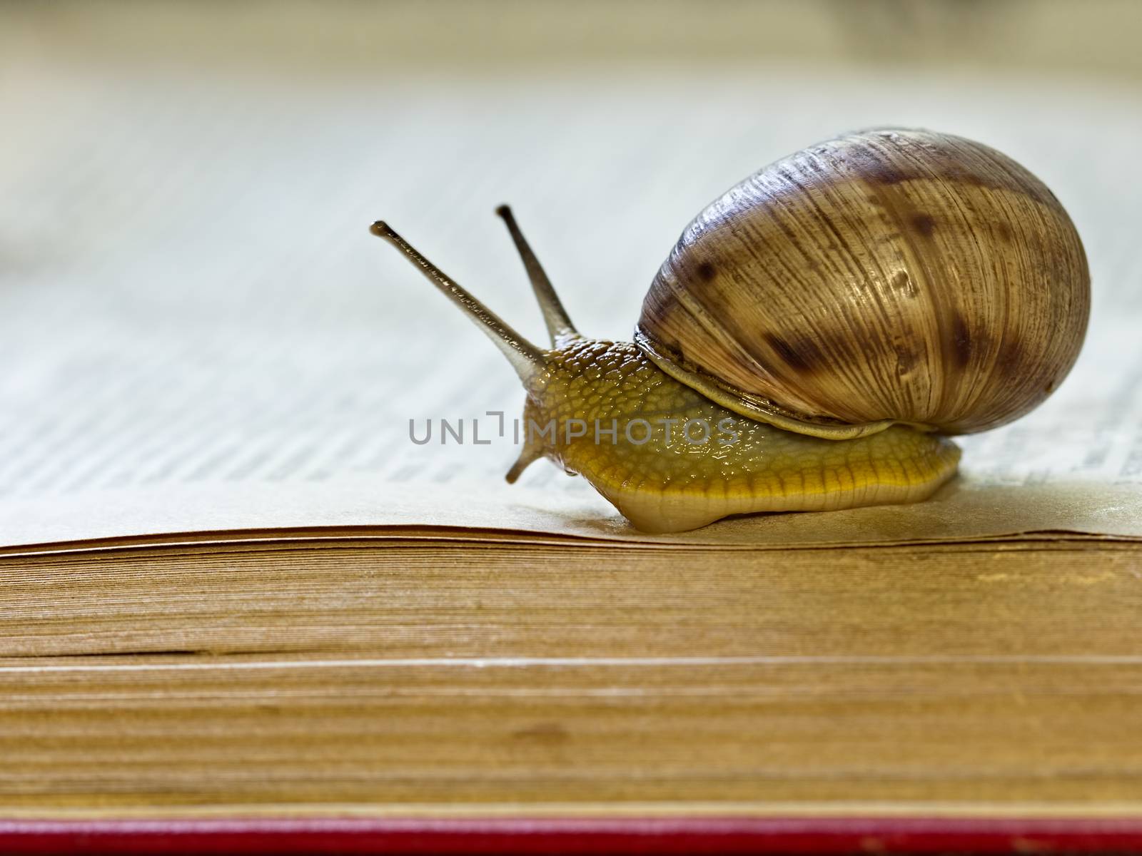 Big snail - Helix pomatia - slowly crawling on the open page of a book as if reading it. Close-up selective focus image