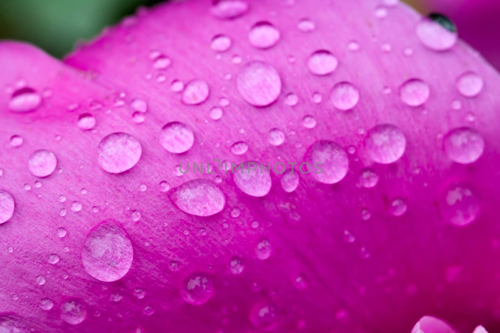 Abstract nature blurred background - water drops on peony petal. Selective focus macro photo of peony flower with rain drops.