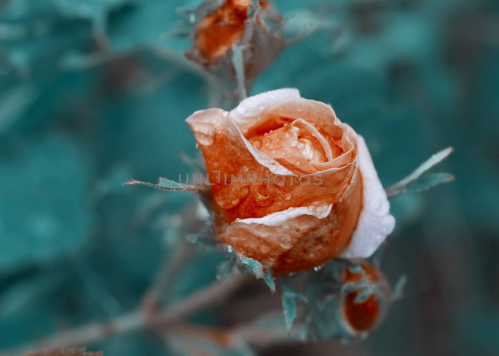 Natural blurred background - rose flower with water drops. Tinted Photo - orange rose on aqua background. Close-up image painted in unusual colors with copy space. Vintage style