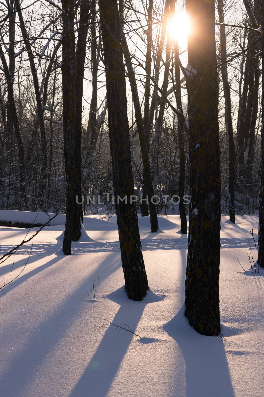 sun light through the trees, winter sunset