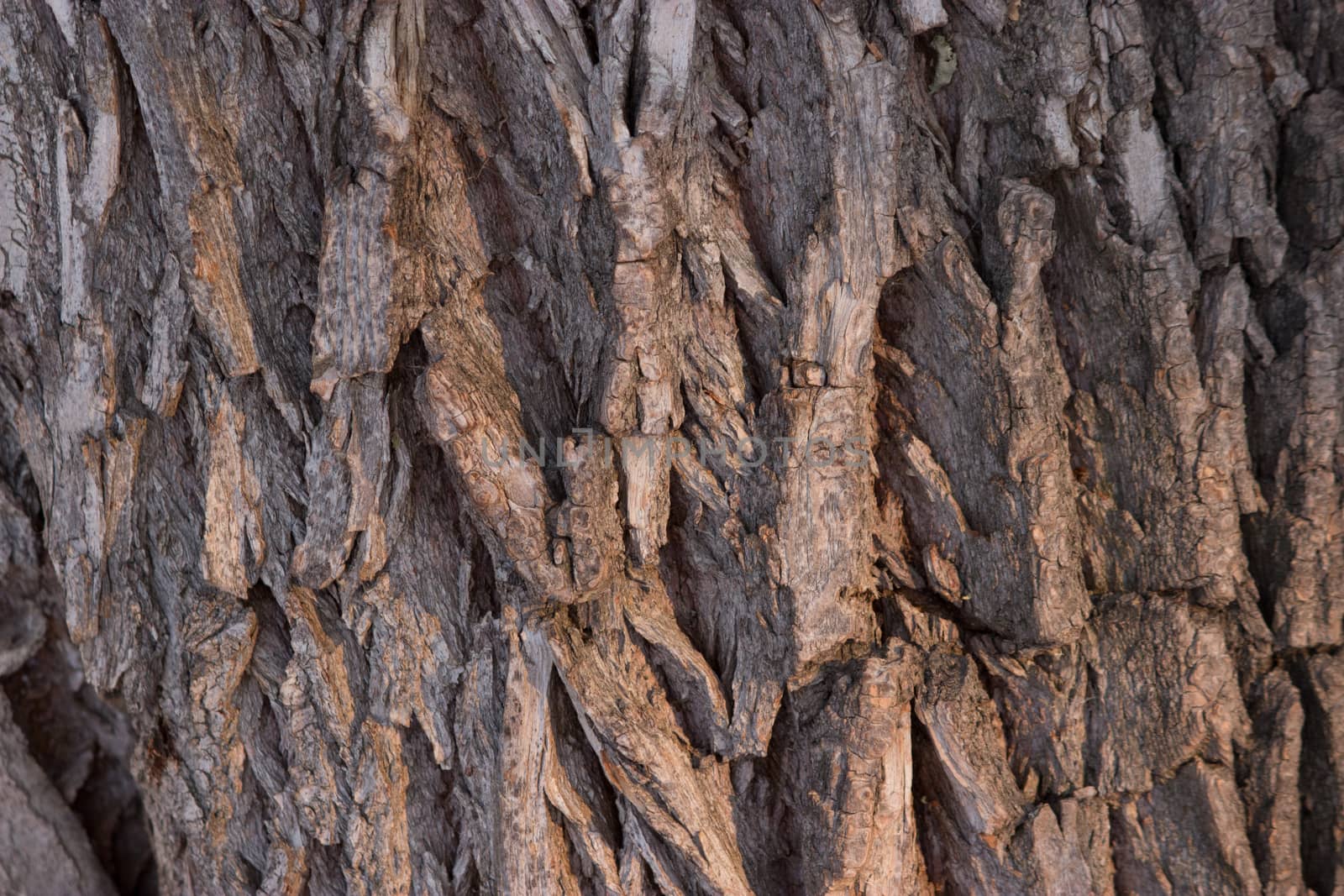 Texture of tree bark background close up