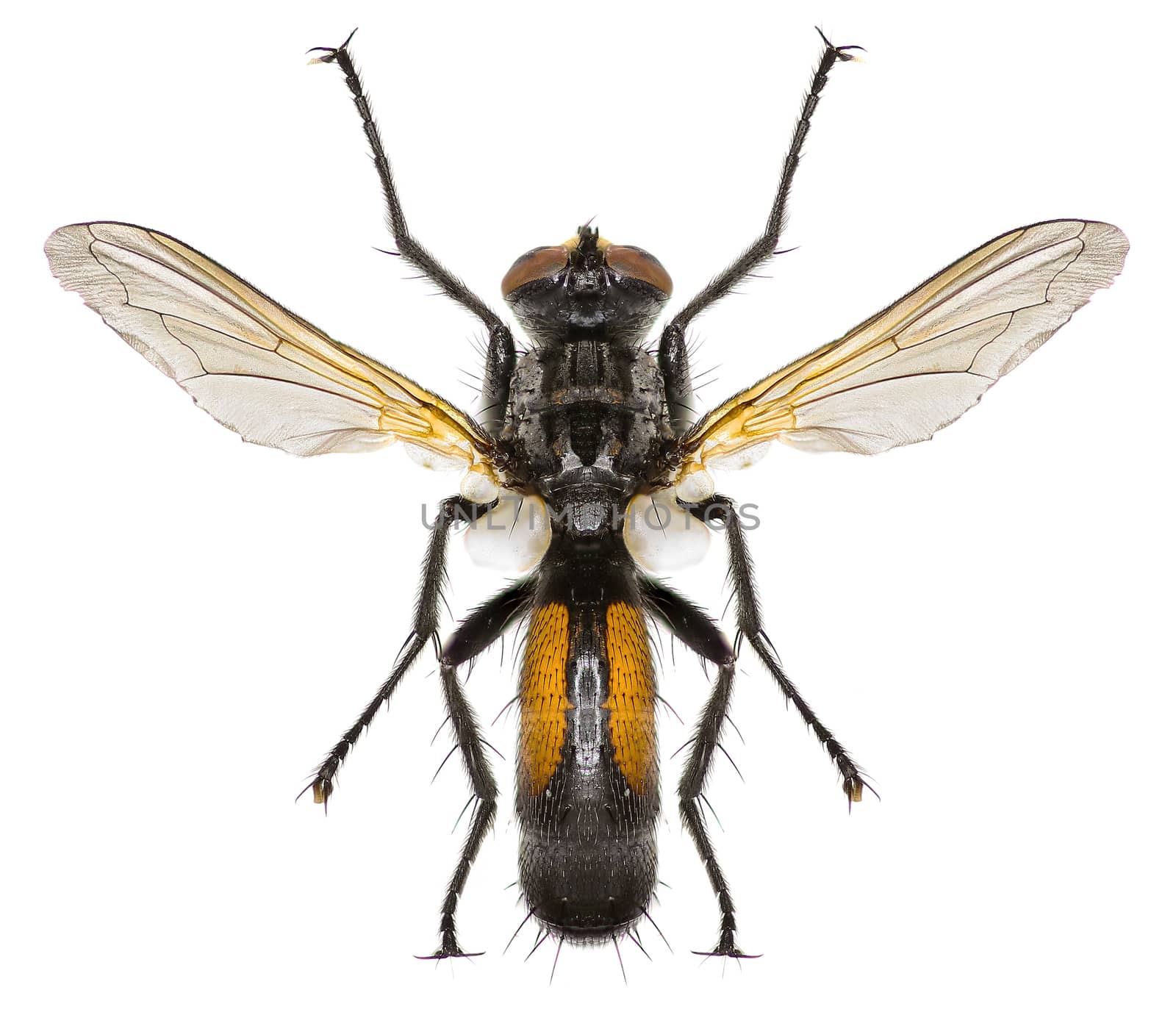 Tachinid Fly Cylindromyia on white Background  -  Cylindromyia auriceps (Meigen, 1838)