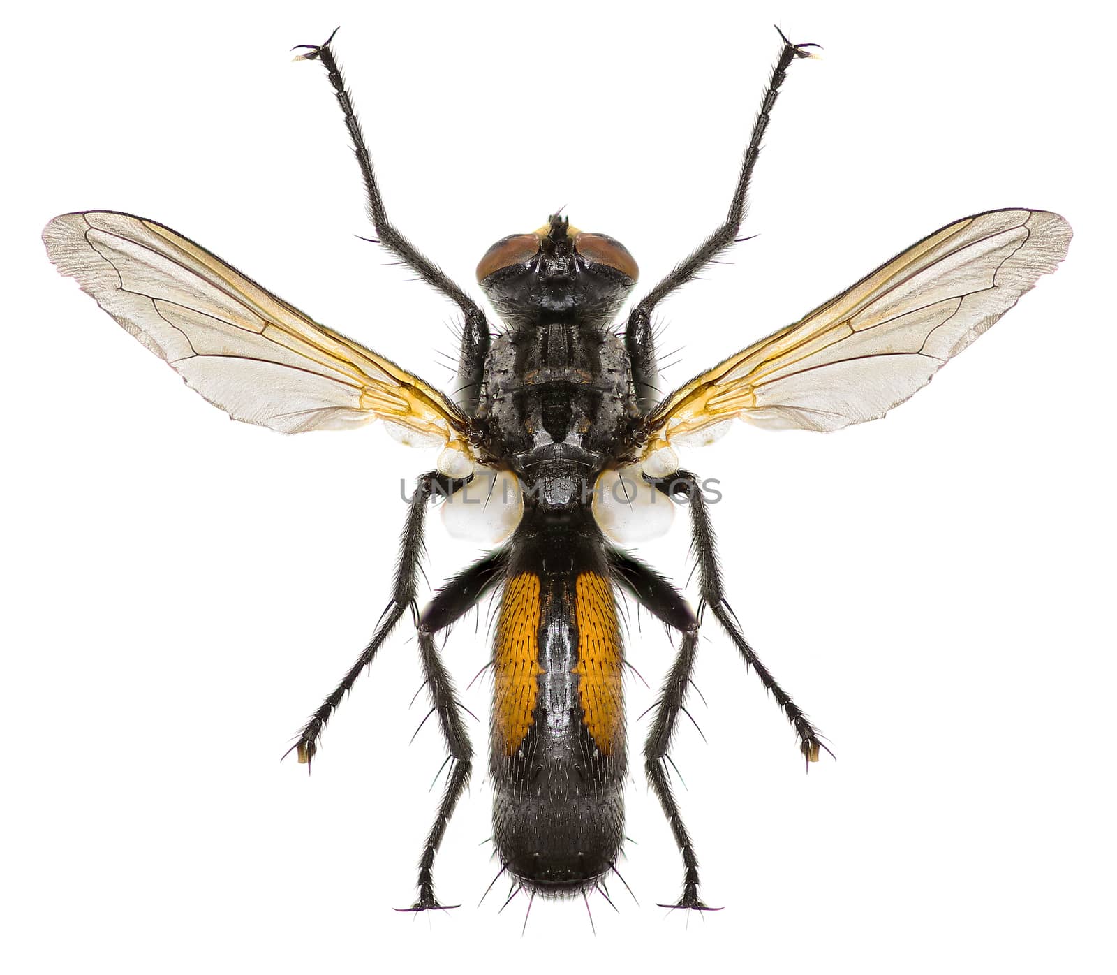 Tachinid Fly Cylindromyia on white Background  -  Cylindromyia auriceps (Meigen, 1838) by gstalker