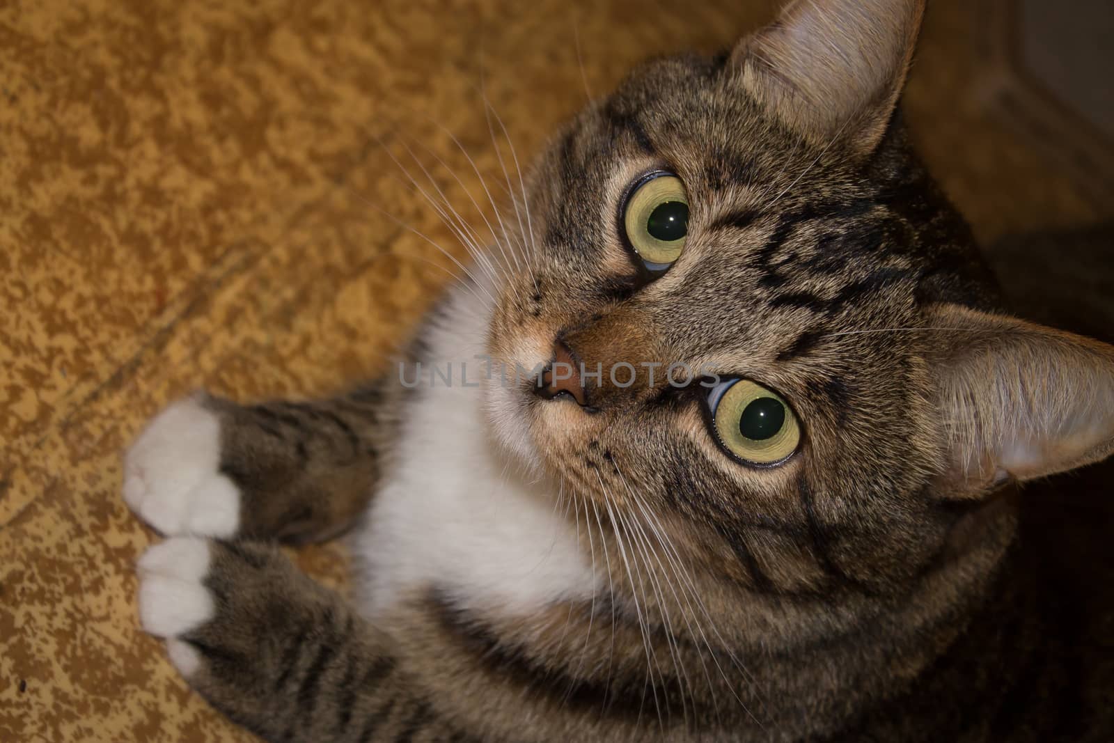 Cat portrait close up, only head crop, cat in light brown and cream looking with pleading stare at the viewer with space for advertising and text, cat head. Beautiful cat.